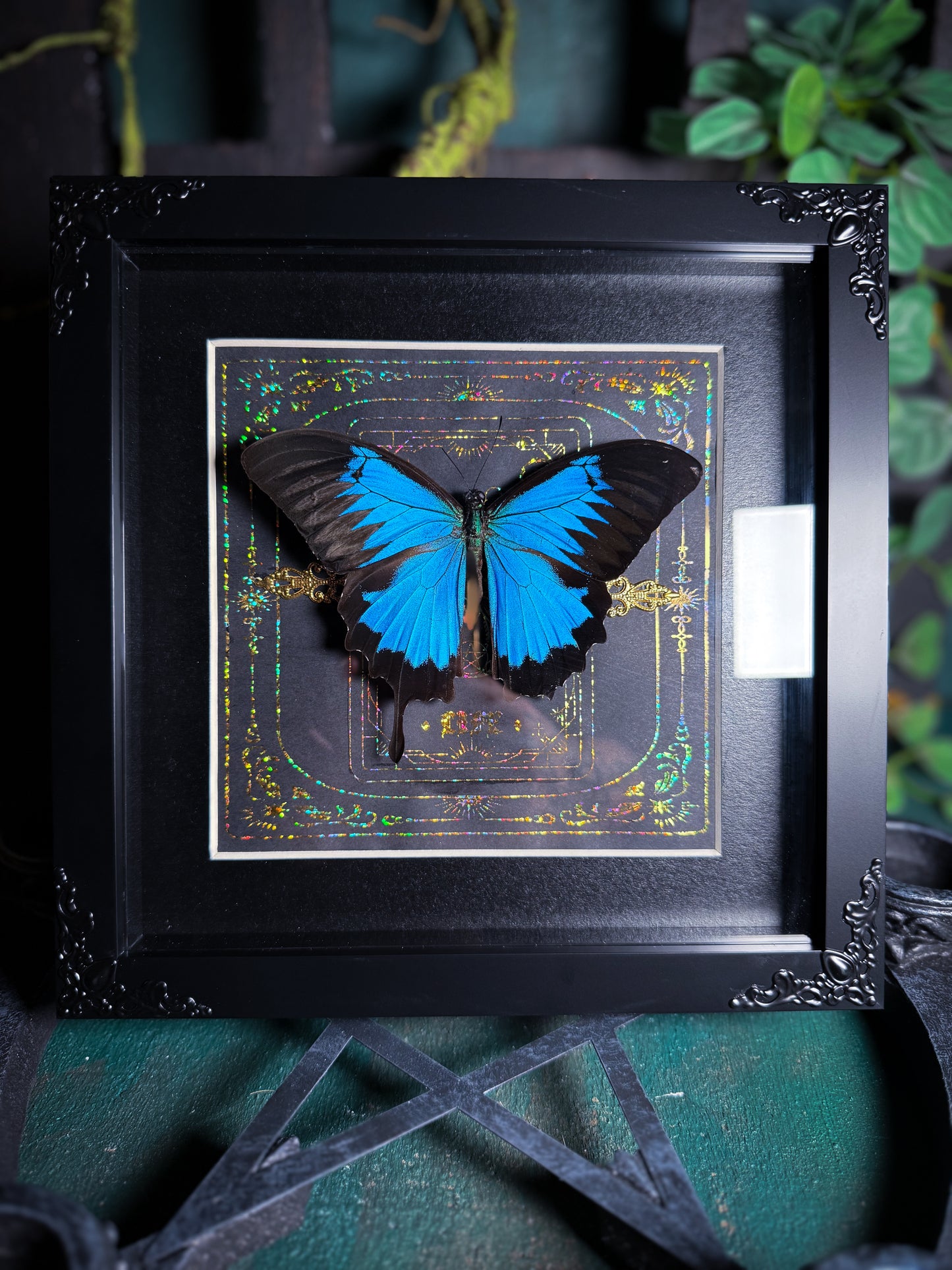 Papilio Ulysses - Life Tarot *missing tail *
