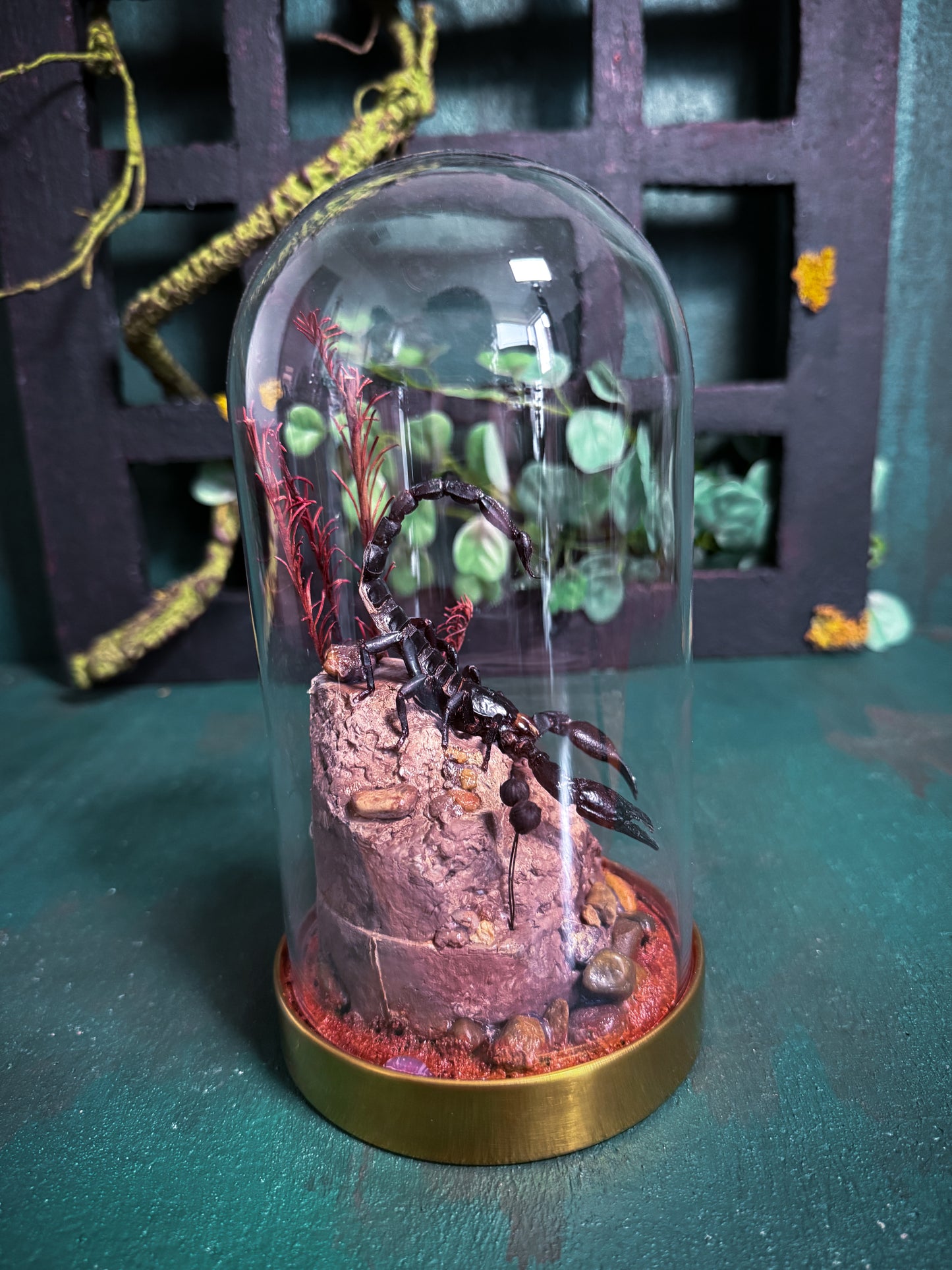 Heterometrus Laoticus/Vietnam forest scorpion - Dome display