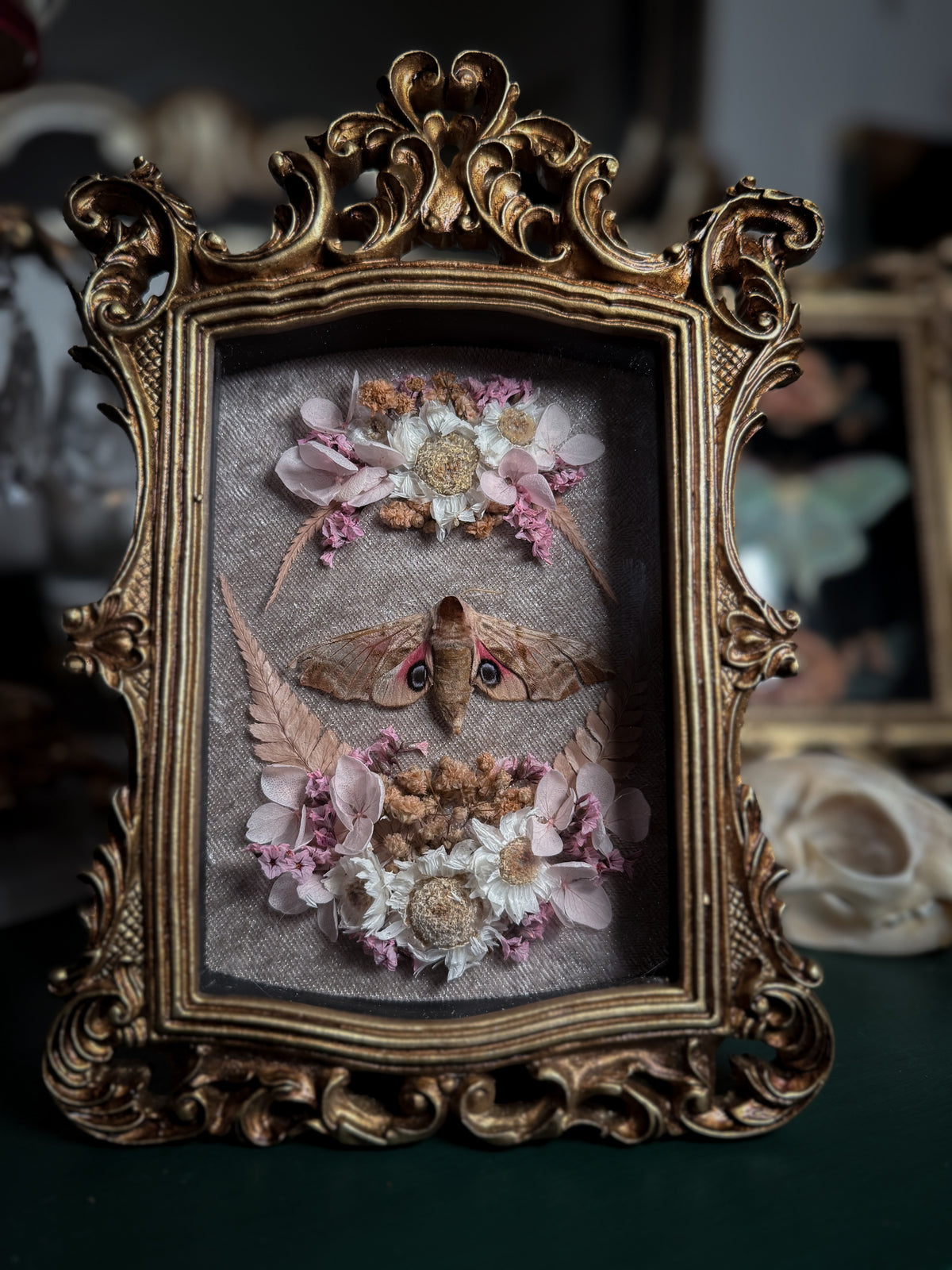 Smerinthus Ocellata - Ornate Shadow box *natural death*