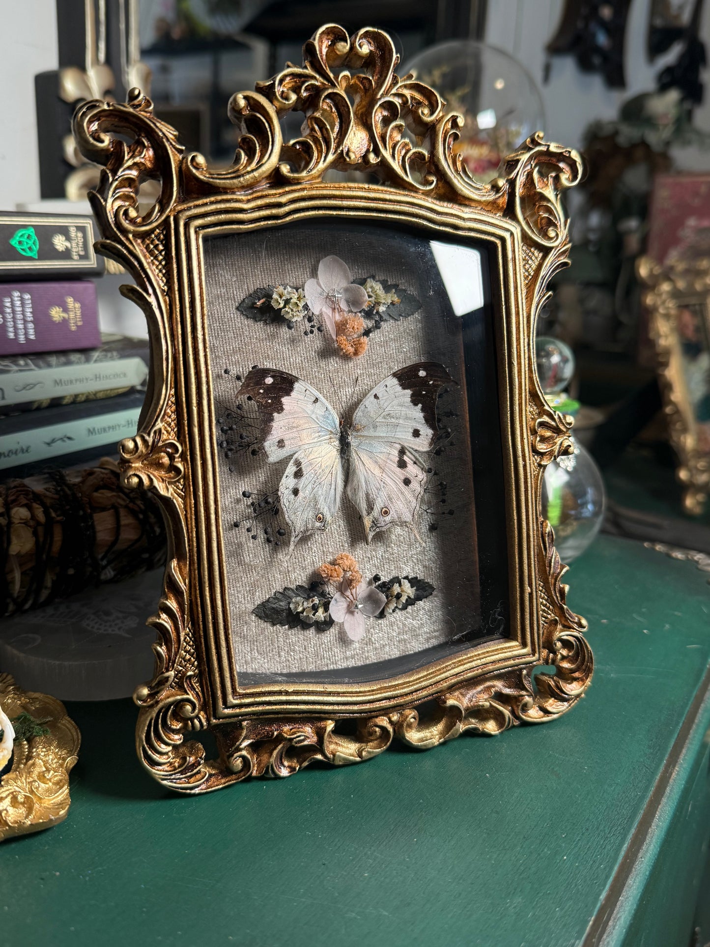Salamis Duprei - Ornate Shadow box