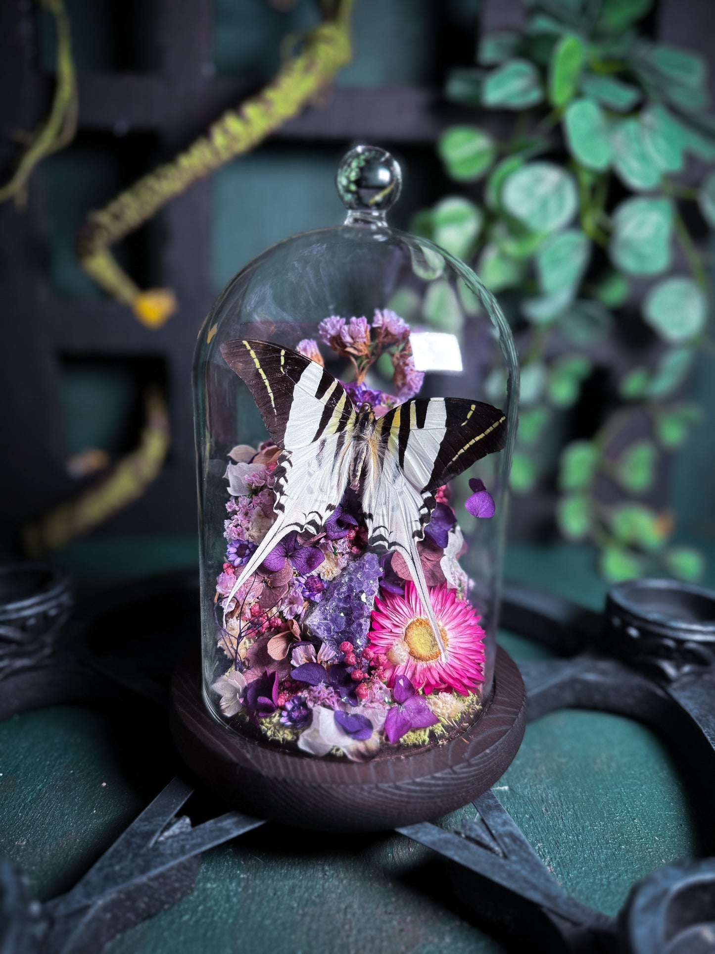 Graphium Androncles Butterfly - Amethyst Castle Dome