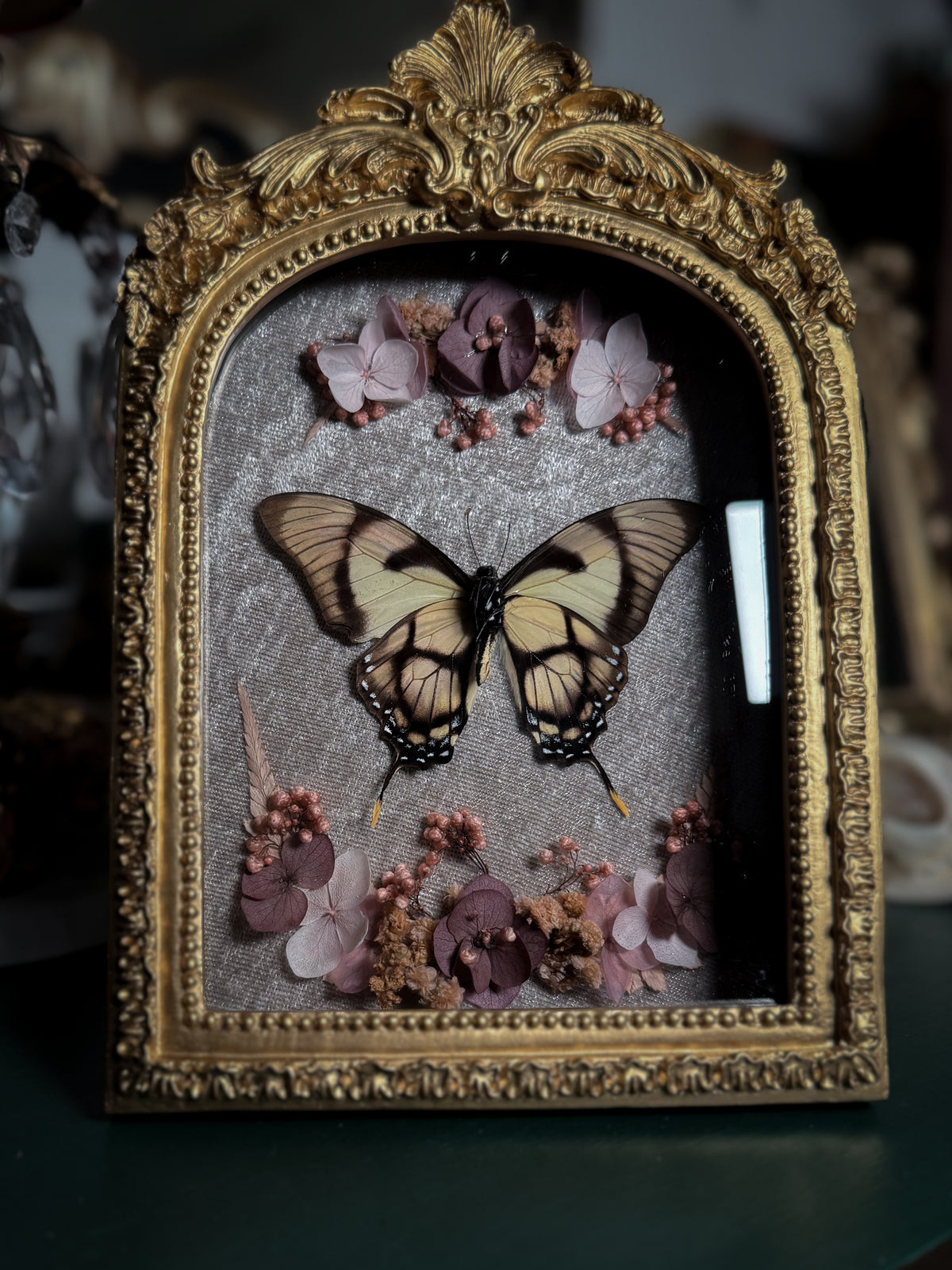 Eurytides dolicaon - Ornate Shadow box