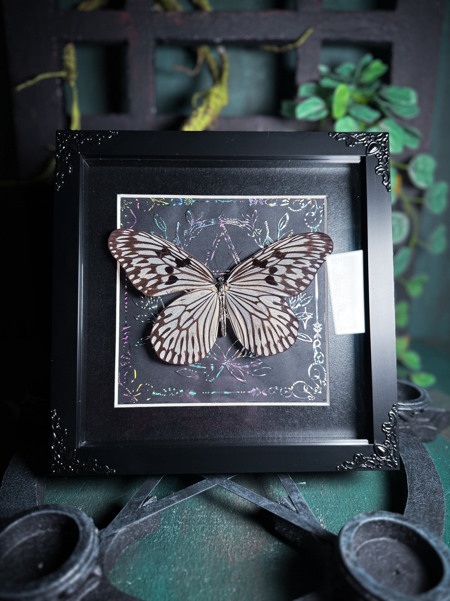 Idea Idea, tree nymph butterfly - Silver Pentagram
