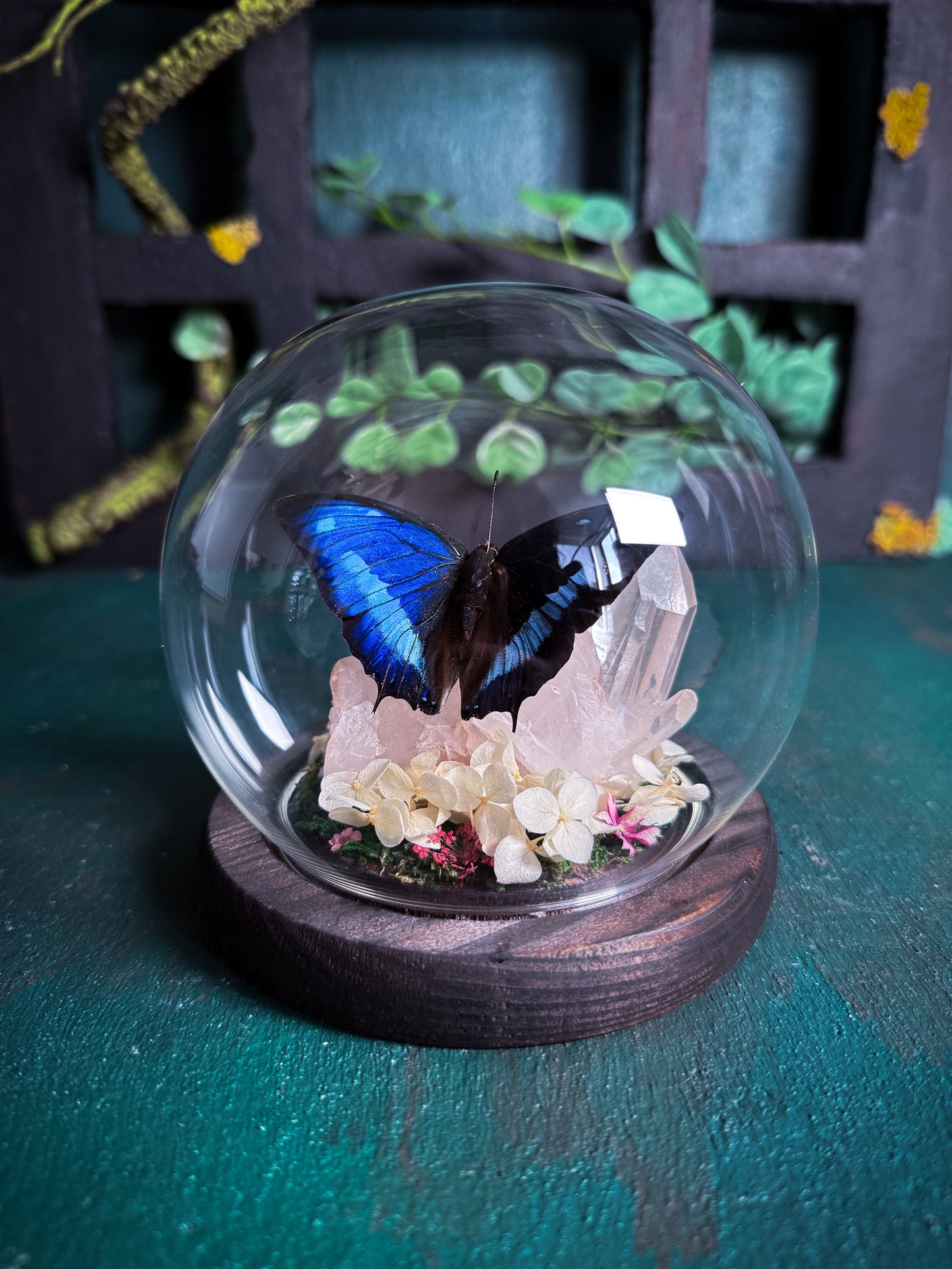 The Midnight Blue Butterfly/Polygrapha Cyanea - Rose Quartz Dome