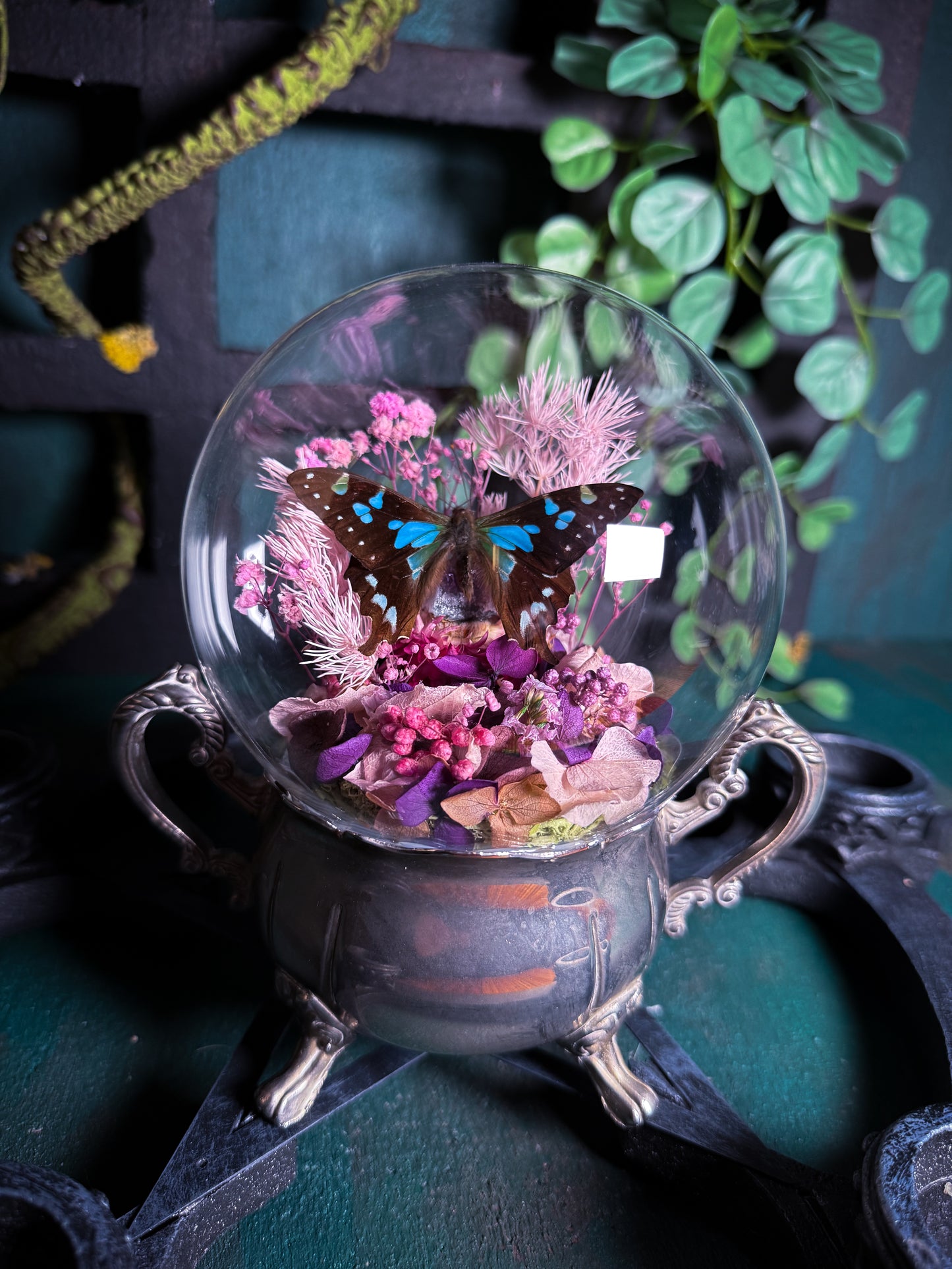 Graphium Stressmanii Butterfly - Antique Sugar Jar Dome