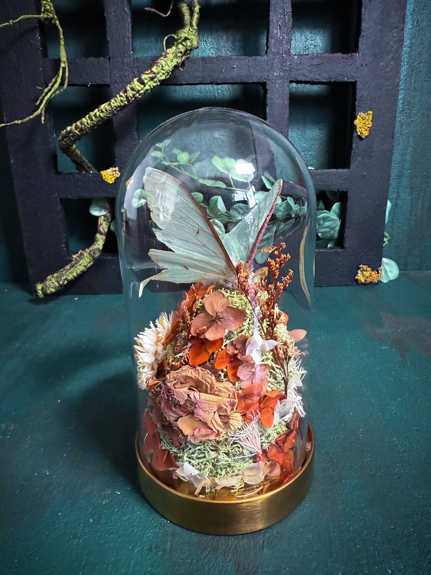Actias Luna/Luna moth - Dome Vintage Amber