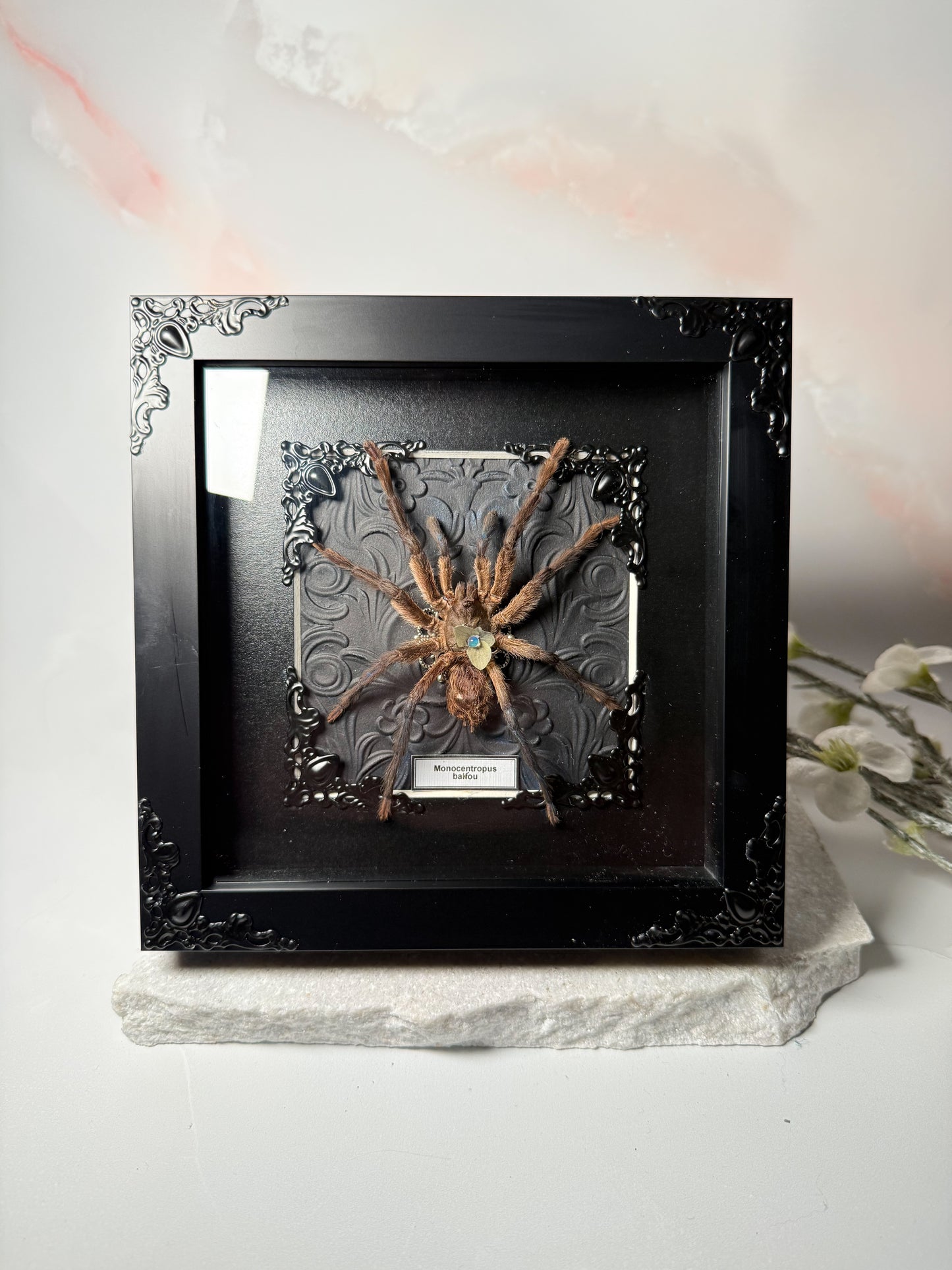 Monocentropus balfouri Tarantula *RARE* Verified Natural Death