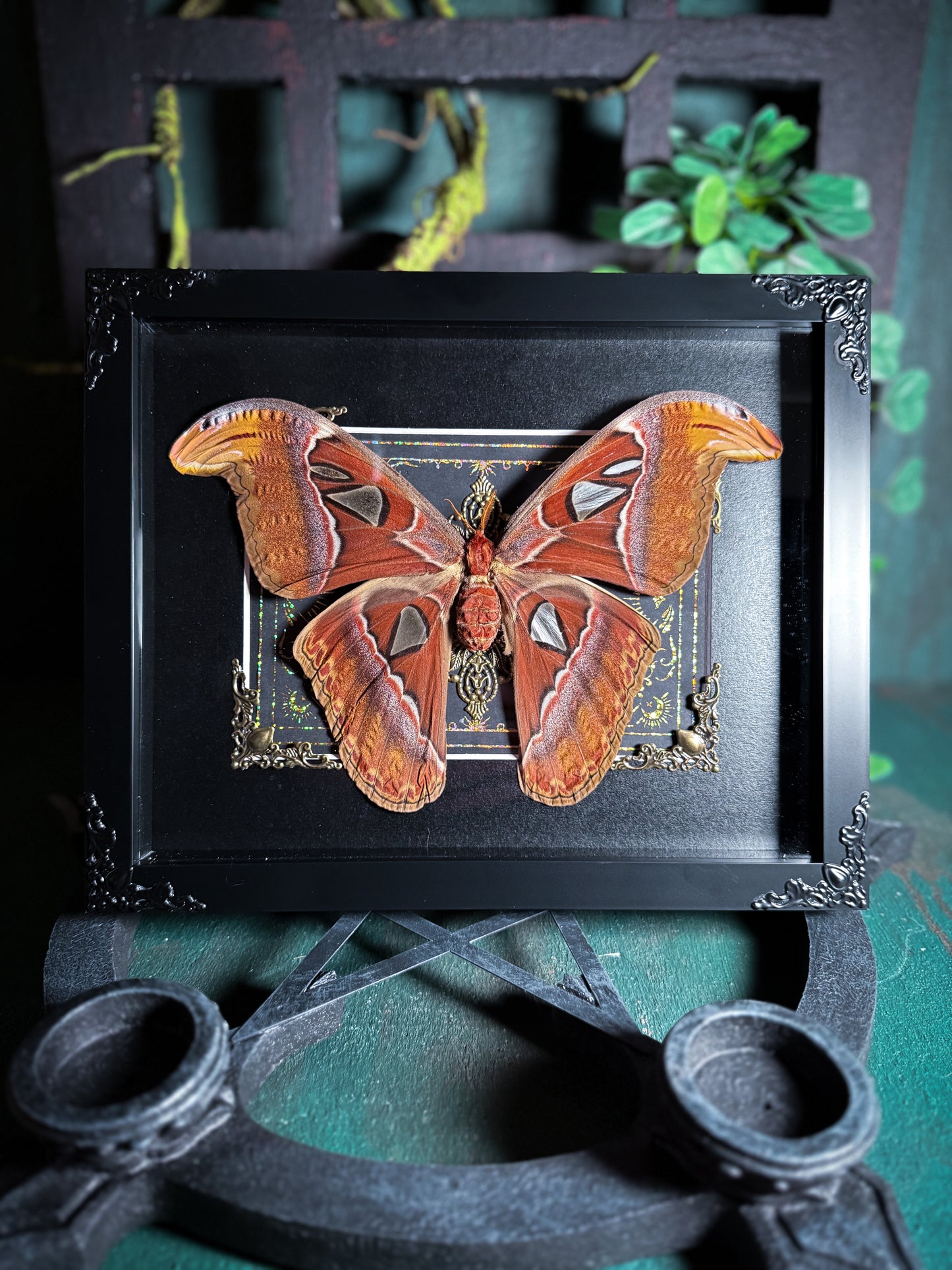 Attacus Atlas Moth - Gold Ornate