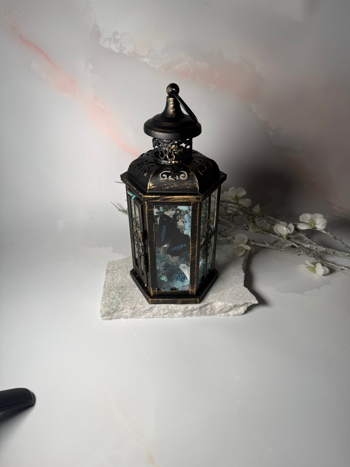 Fae Lantern Polygraphia Cyanea - Winter blossom