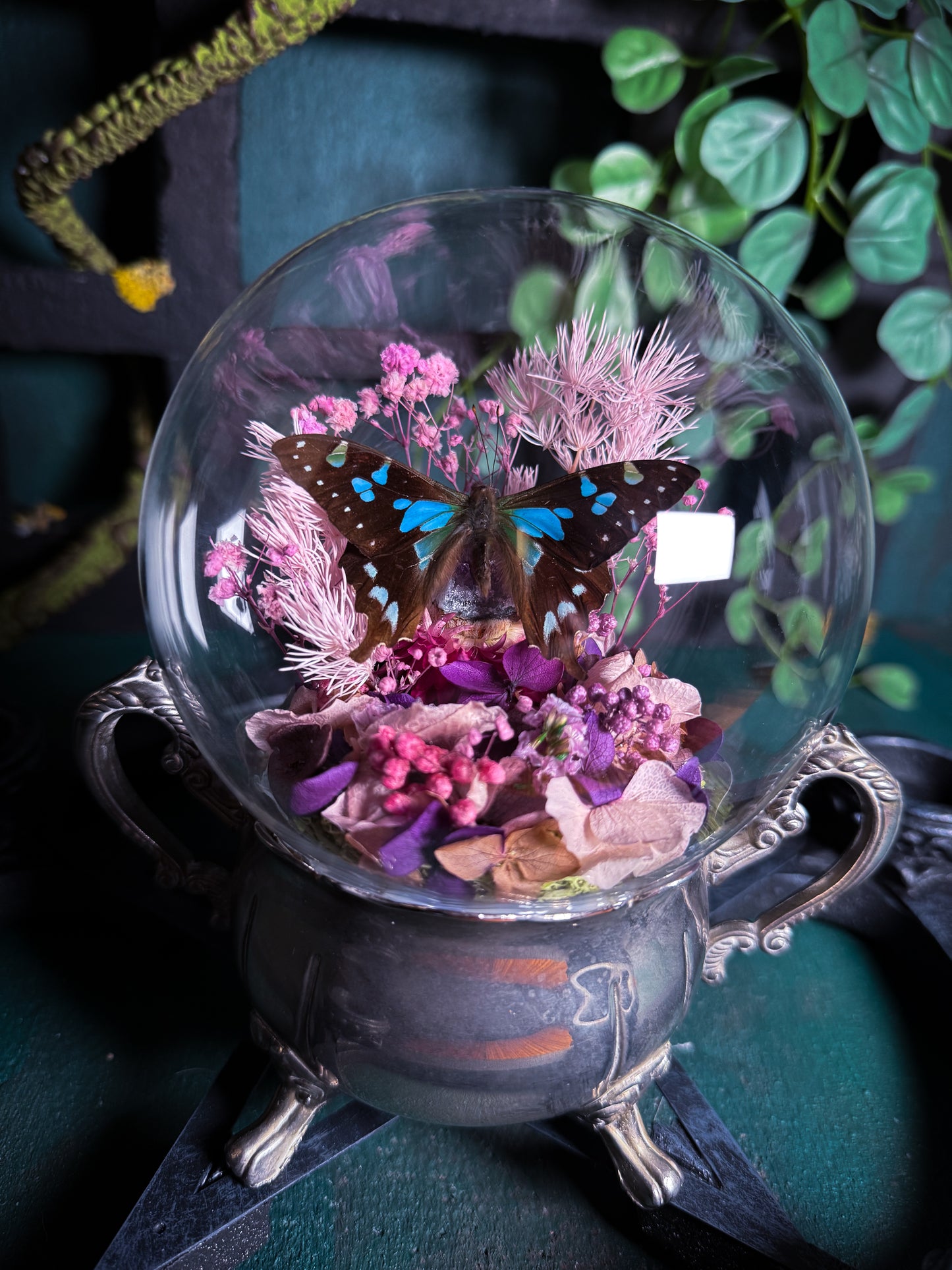 Graphium Stressmanii Butterfly - Antique Sugar Jar Dome