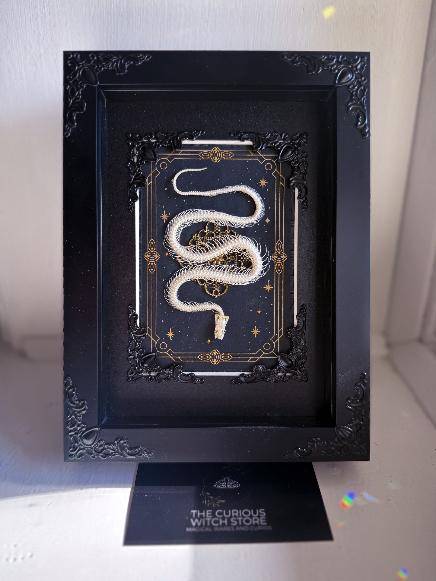 Mounted Snake Skeleton - Real Articulated Rice Paddy Snake Tarot