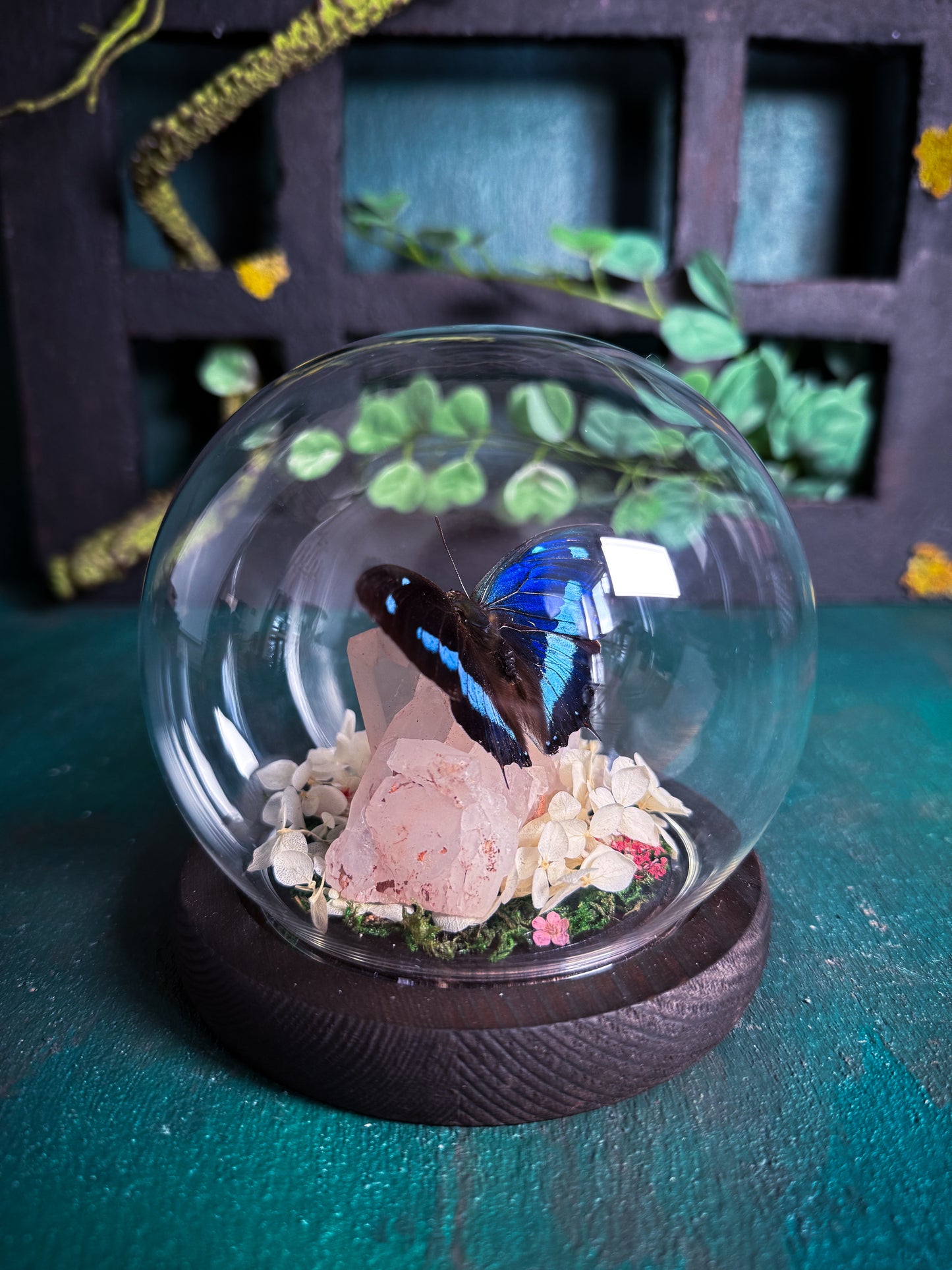 The Midnight Blue Butterfly/Polygrapha Cyanea - Rose Quartz Dome
