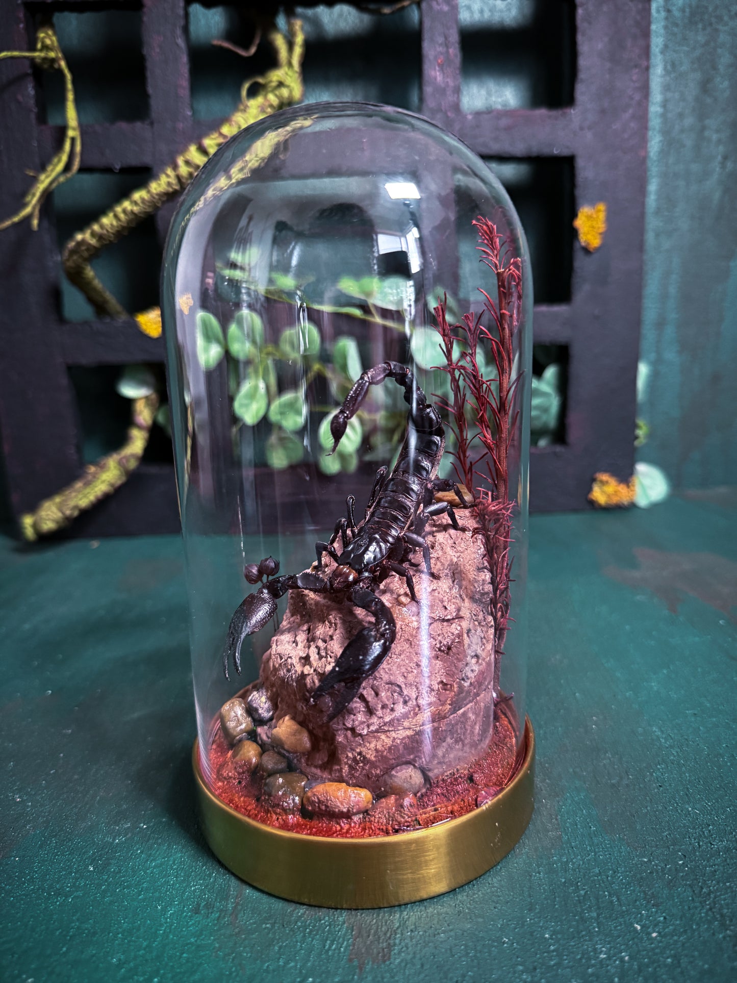 Heterometrus Laoticus/Vietnam forest scorpion - Dome display