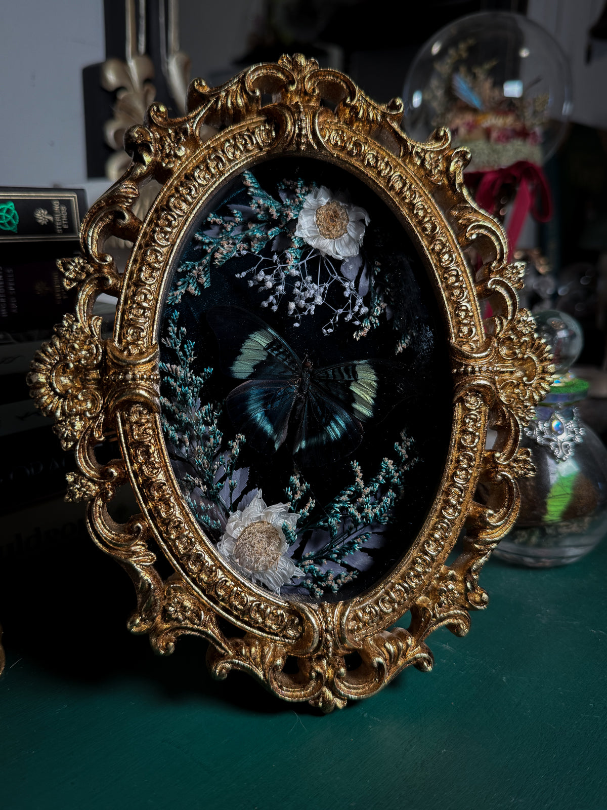 Panacea prola - Ornate Shadow box