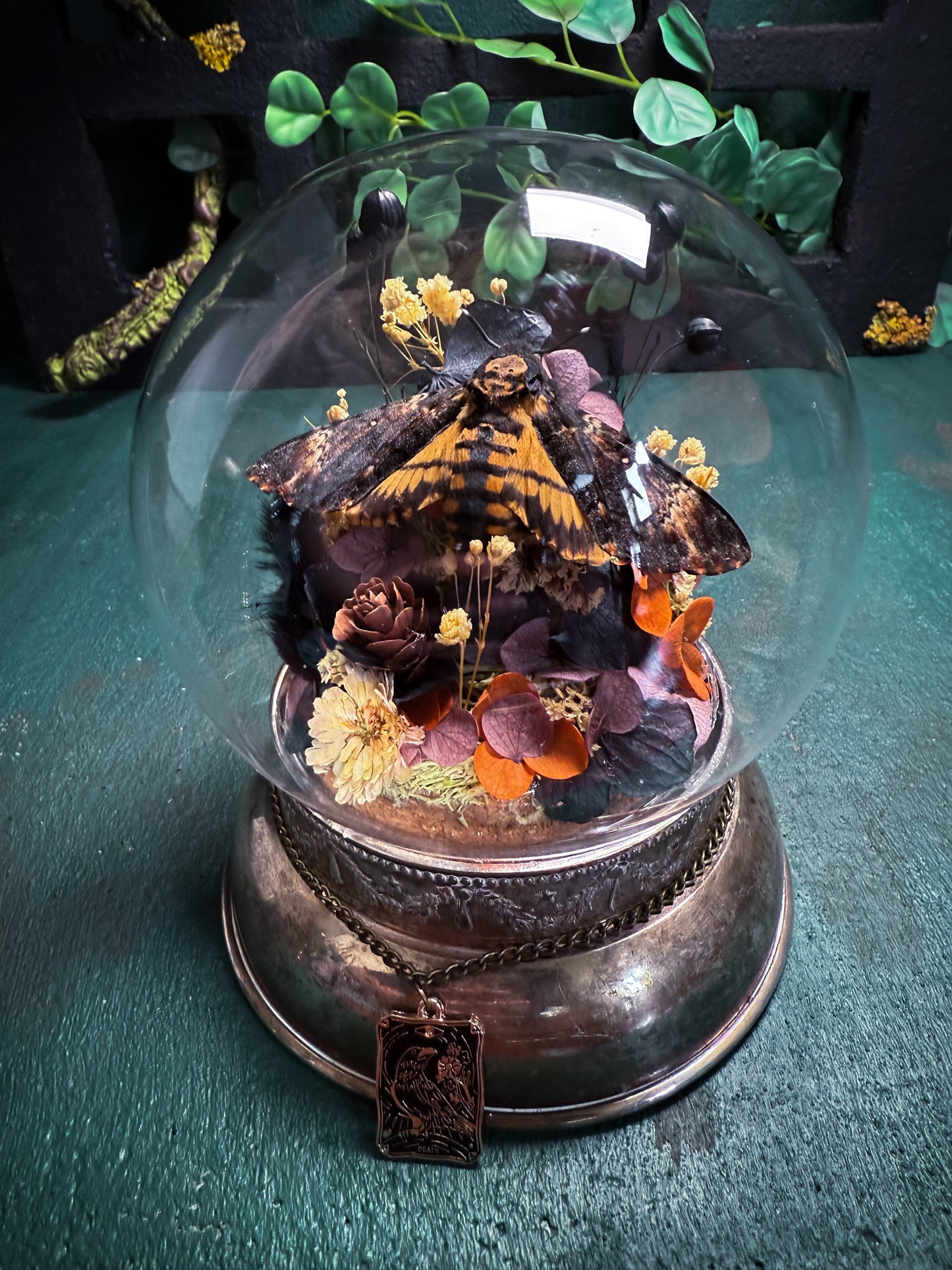 Acherontia atropos/Deathshead Hawkmoth - Antique Style Dome & Trinket