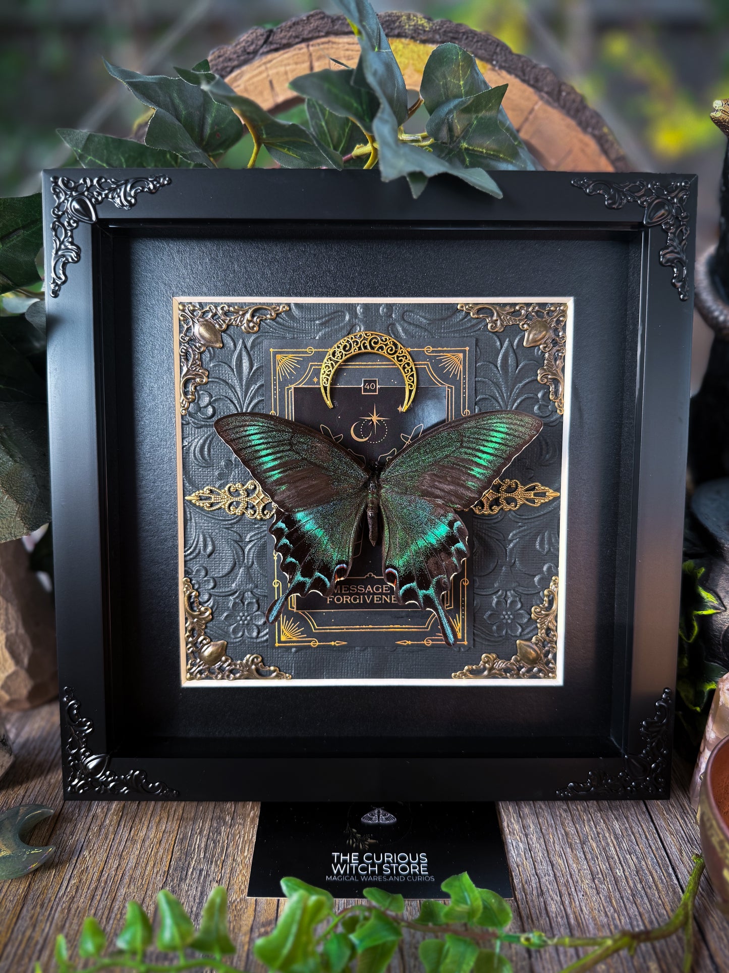 Papilio Maackii - Message of Forgiveness