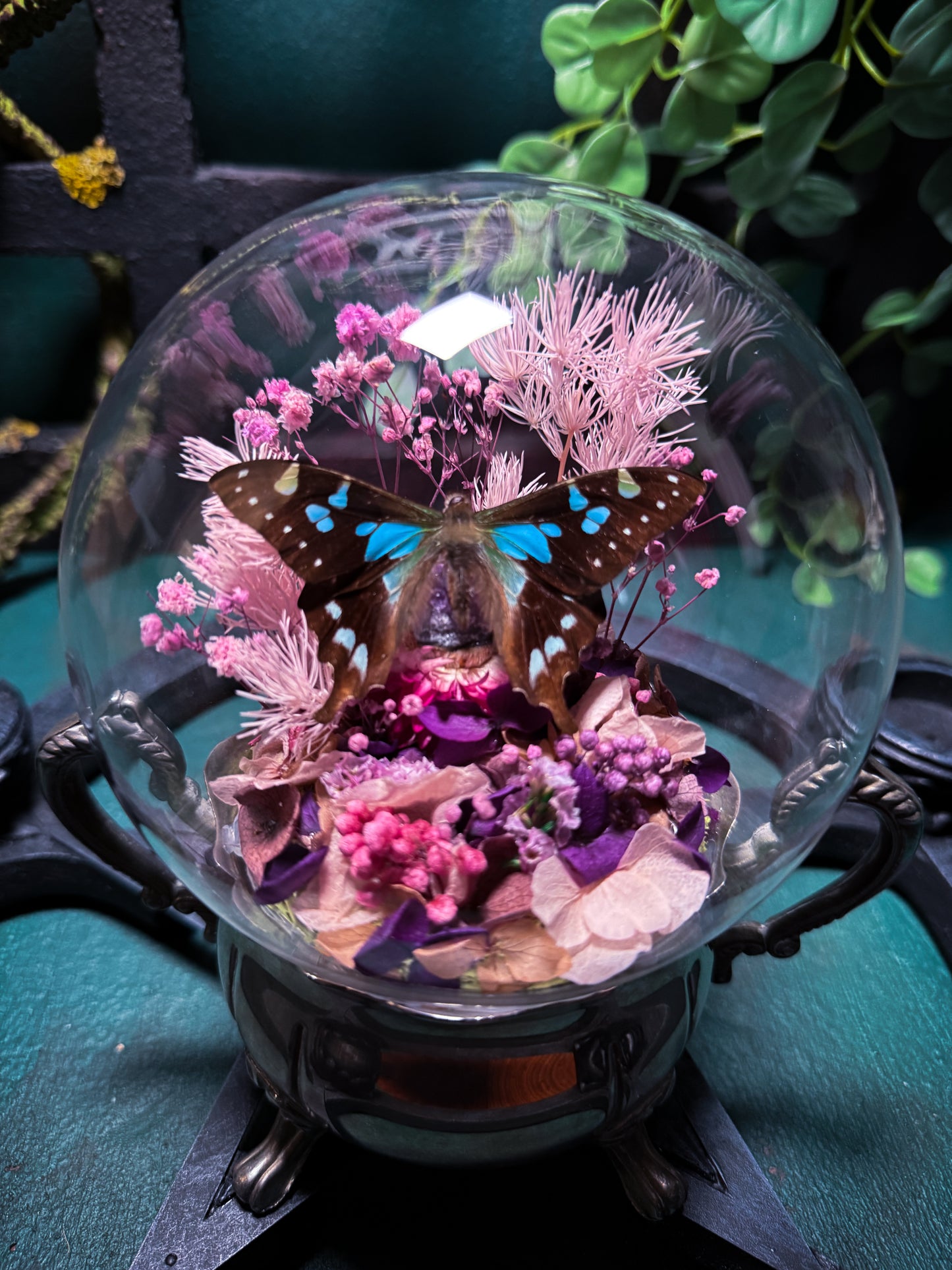 Graphium Stressmanii Butterfly - Antique Sugar Jar Dome