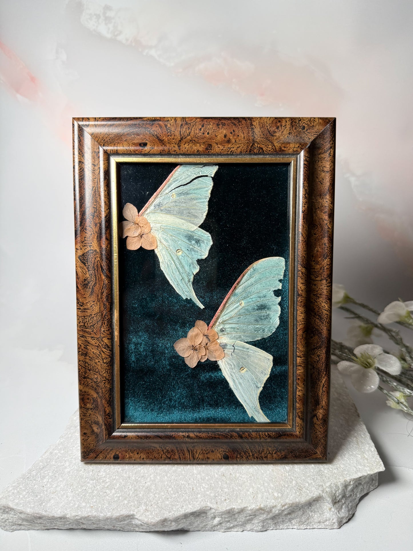 Actius Luna Wing Frame