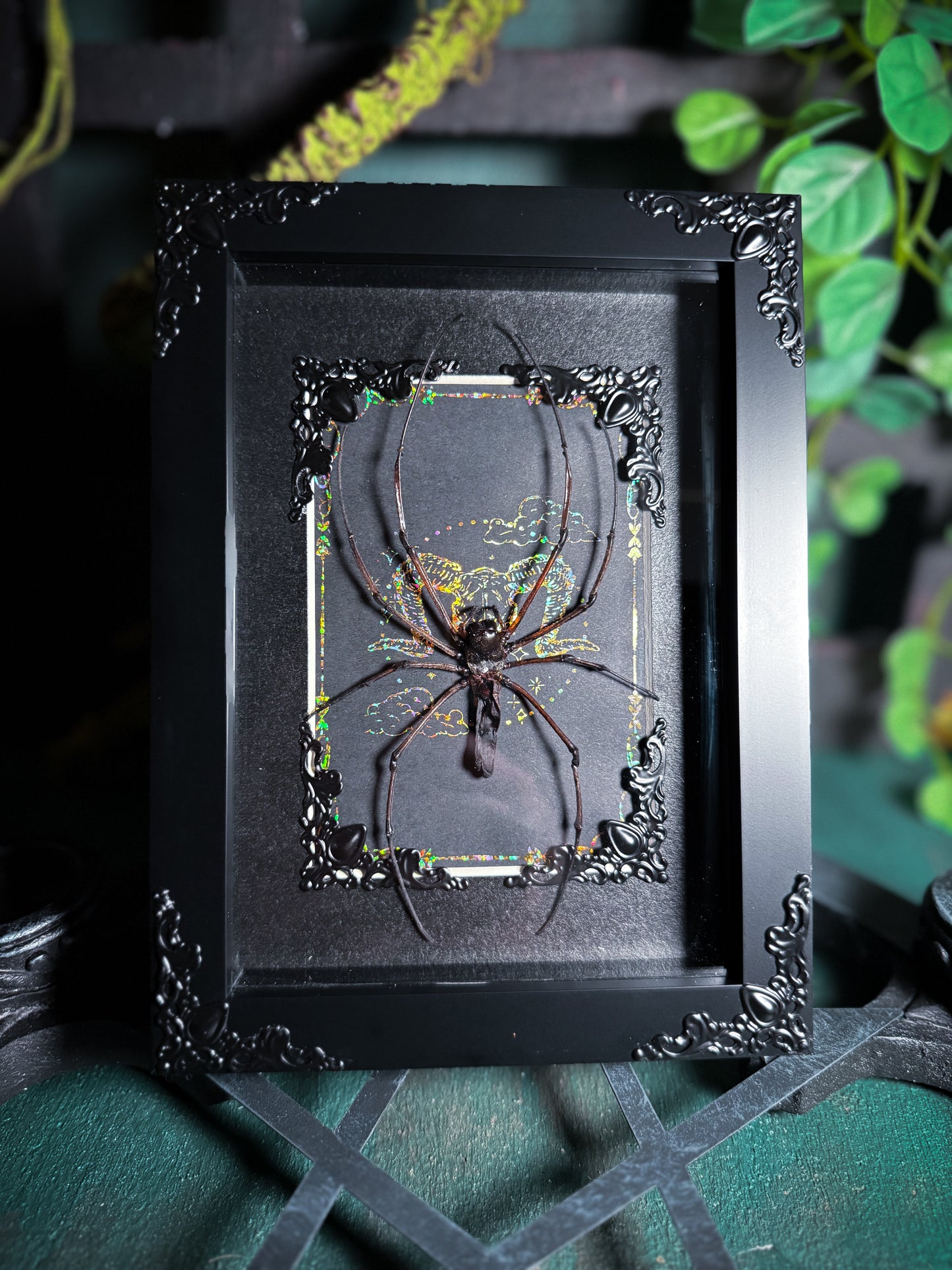 Nephlia Maculata Orb Weaver Spider - Ram Skull