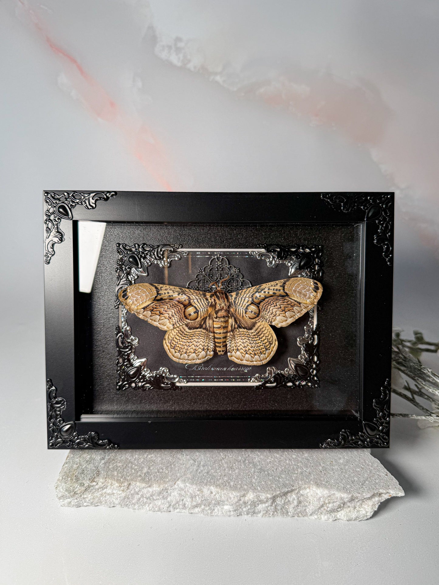 Brahmaea Hearseyi - Owl Moth