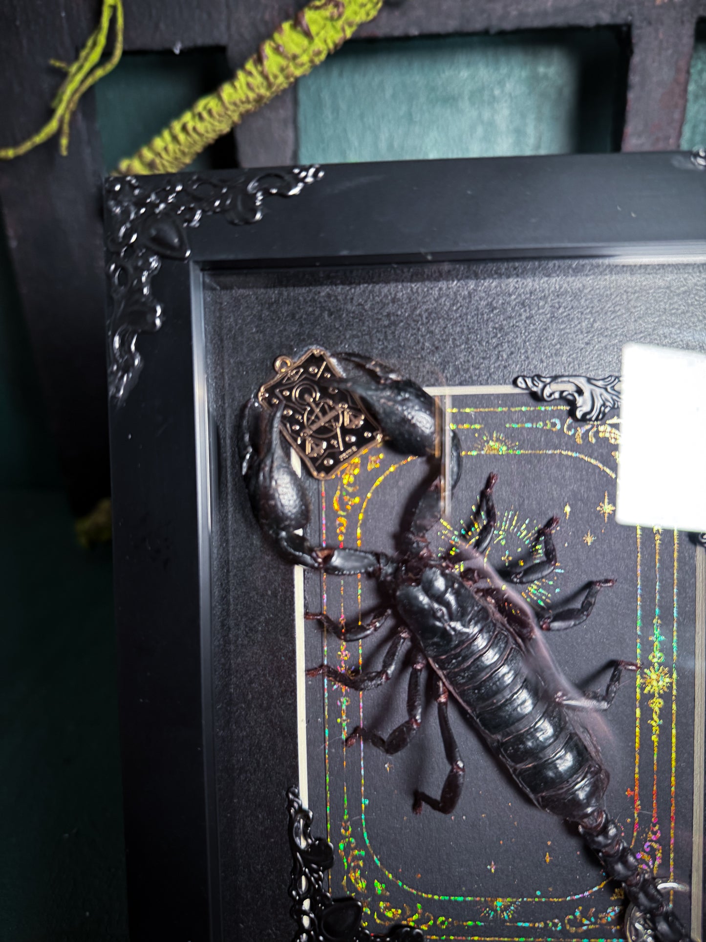 Heterometrus Laoticus/Vietnam forest scorpion - Justice