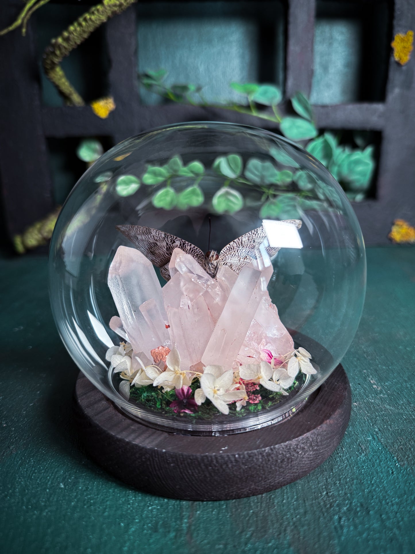 The Midnight Blue Butterfly/Polygrapha Cyanea - Rose Quartz Dome