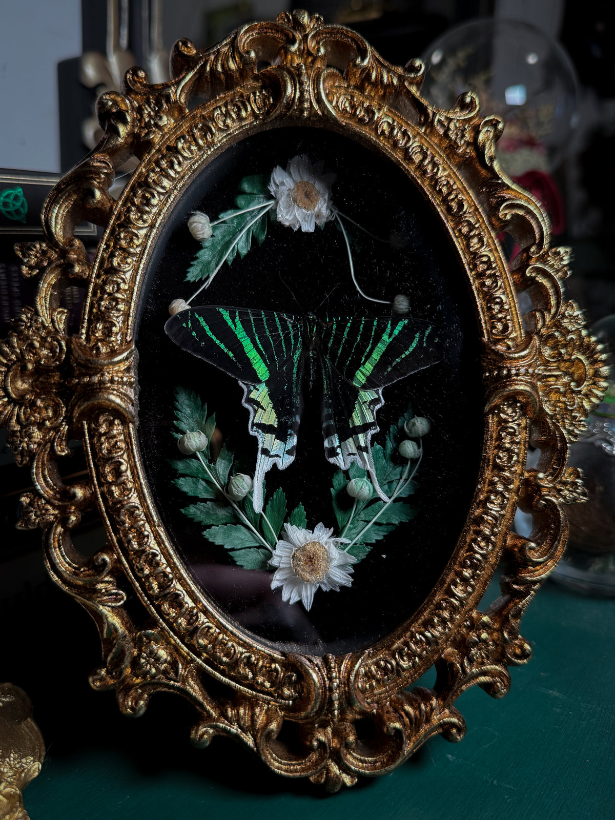 Urania leilus - Ornate Shadow box