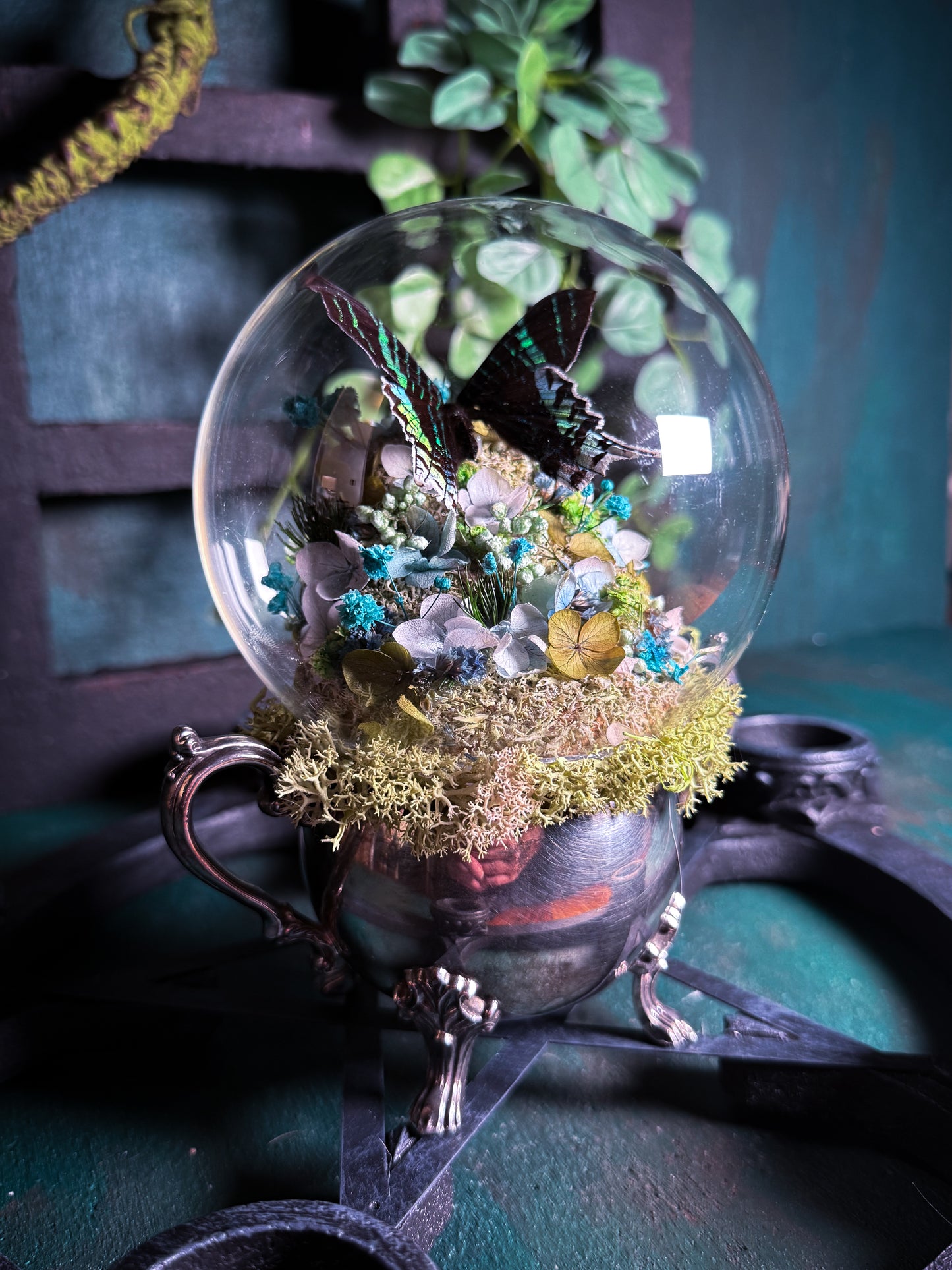 Urania Leilus Moth - Antique Sugar Jar Dome