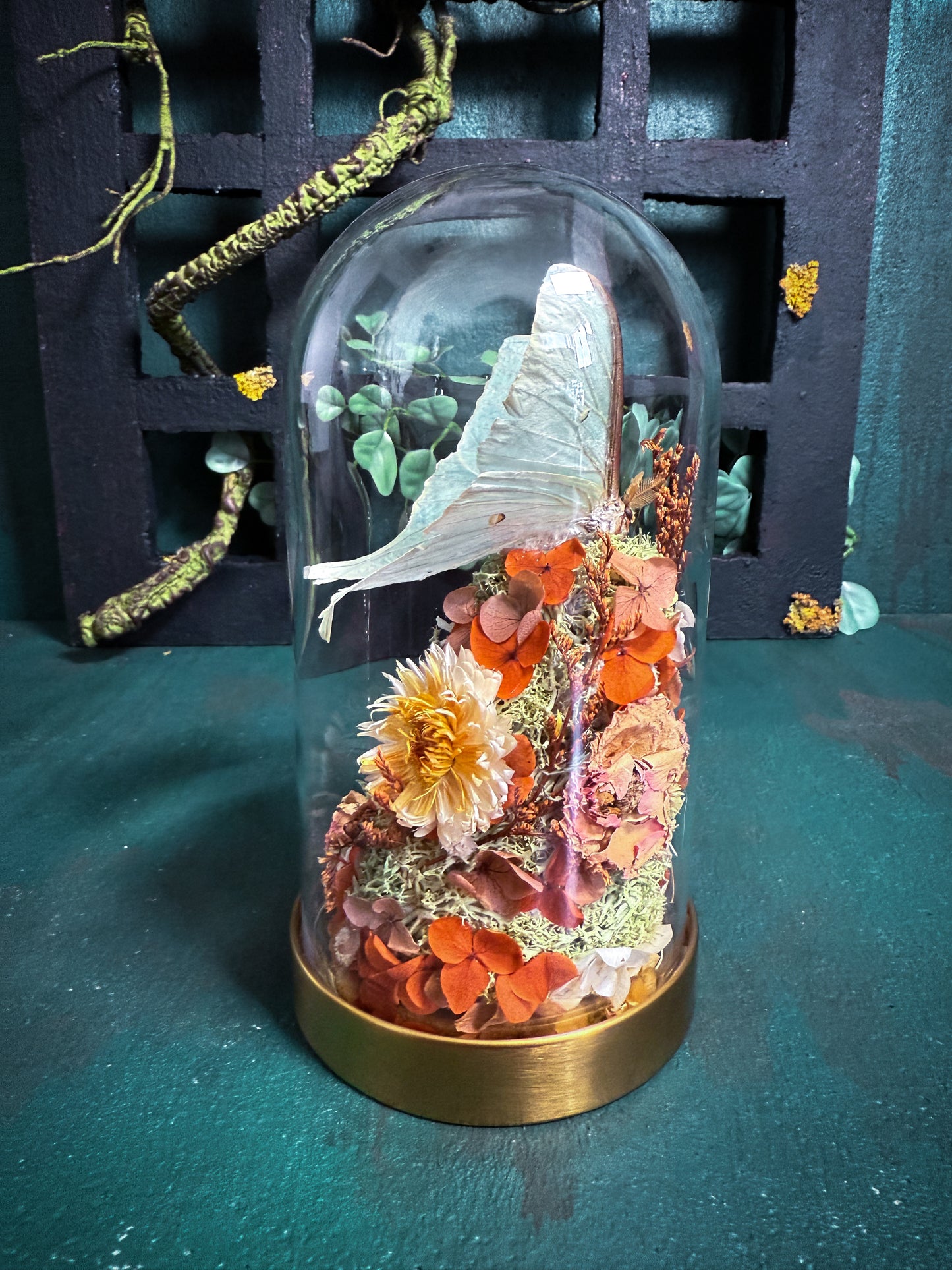 Actias Luna/Luna moth - Dome Vintage Amber
