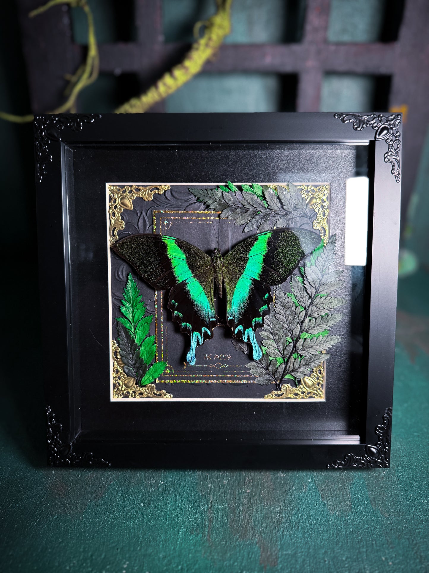 Papilio Blumei/The Green Peacock Butterfly - Forest Moon