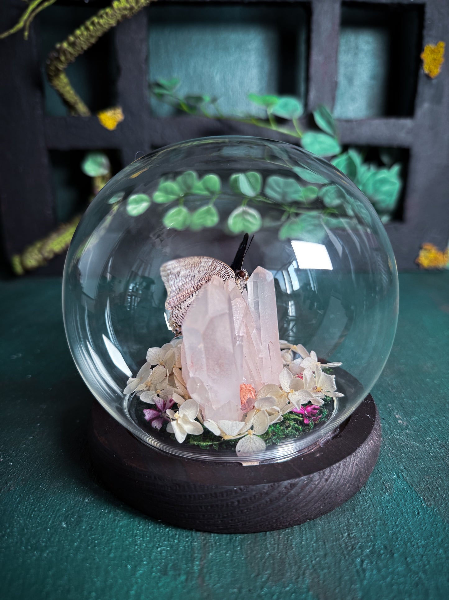 The Midnight Blue Butterfly/Polygrapha Cyanea - Rose Quartz Dome