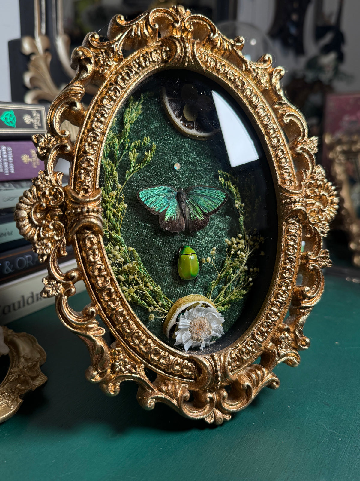 Arhopala sp x Anomala dimidiata - Ornate Shadow box