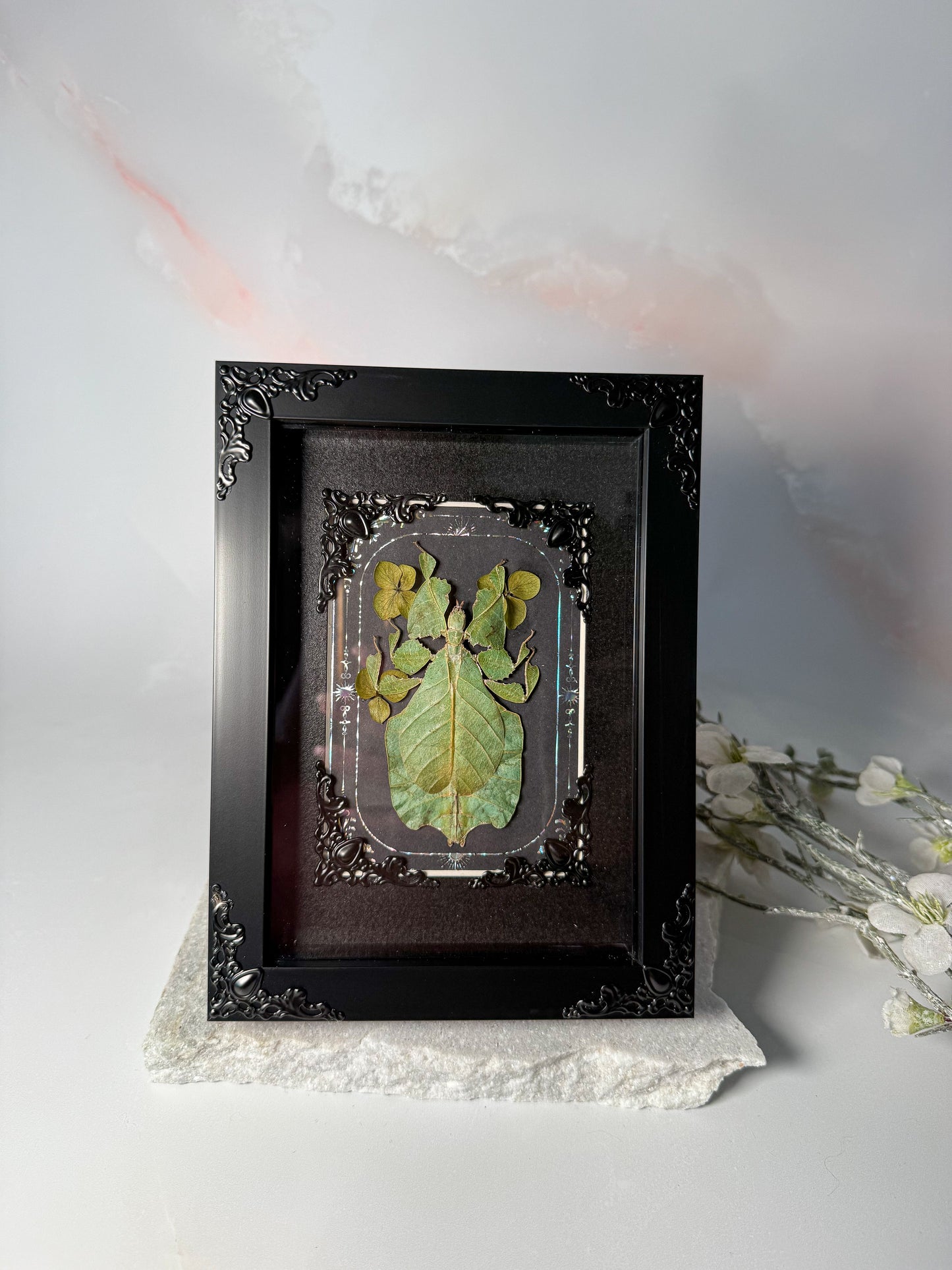 Phyllium Bioculatum - Clover