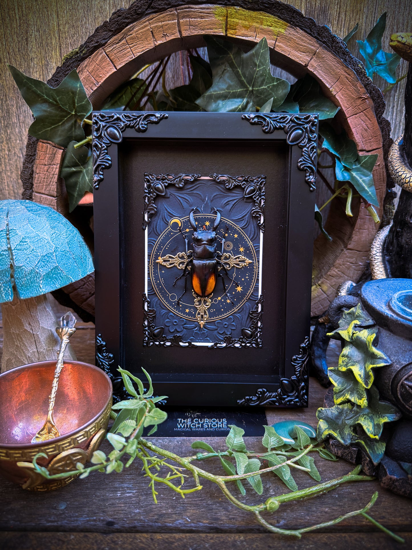 Hexarthrius parryi/The fighting giant stag beetle