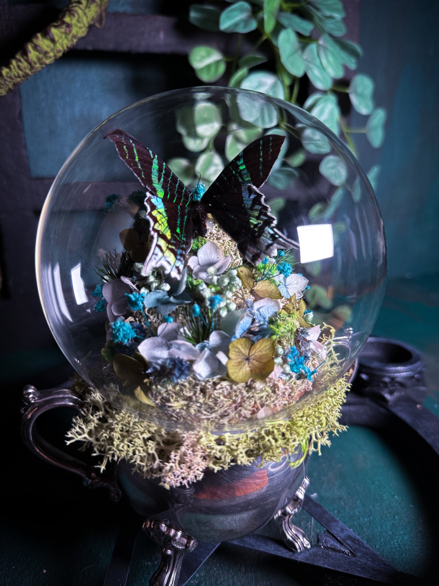 Urania Leilus Moth - Antique Sugar Jar Dome