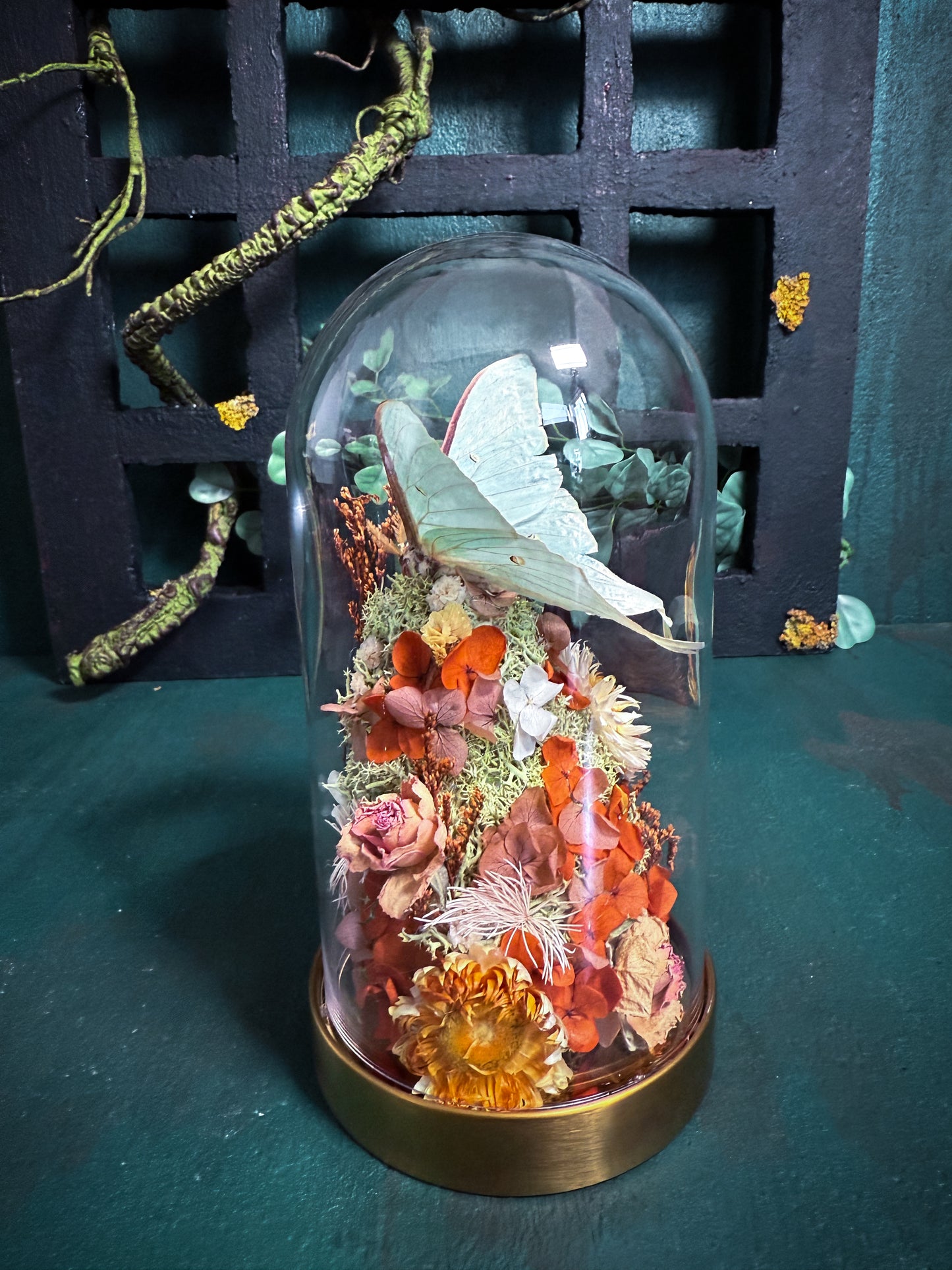 Actias Luna/Luna moth - Dome Vintage Amber