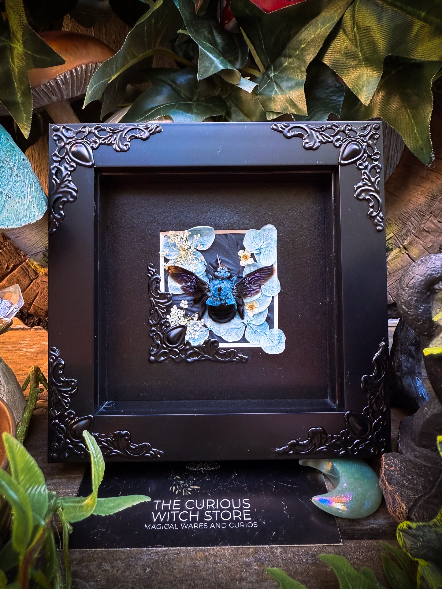 Xylocopa Caerulea / Carpenter Bee