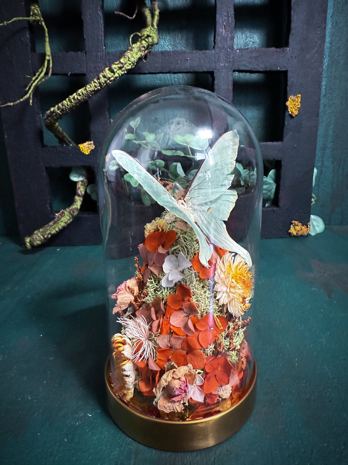 Actias Luna/Luna moth - Dome Vintage Amber