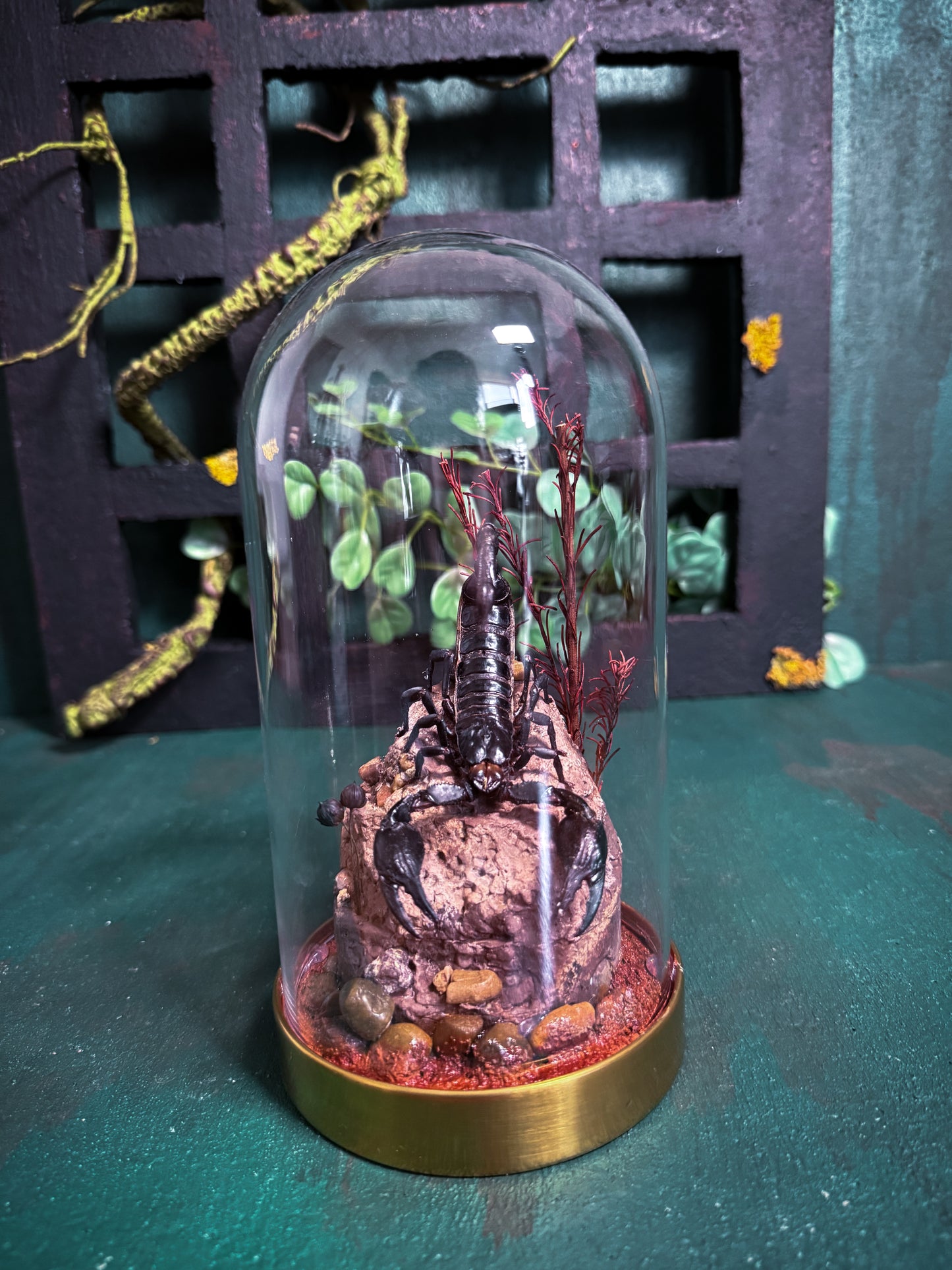 Heterometrus Laoticus/Vietnam forest scorpion - Dome display
