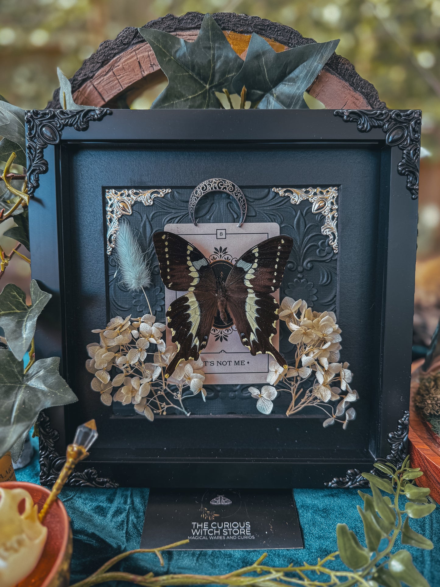 Papilio Delalandei - It's Not Me - The Curious Witch Store
