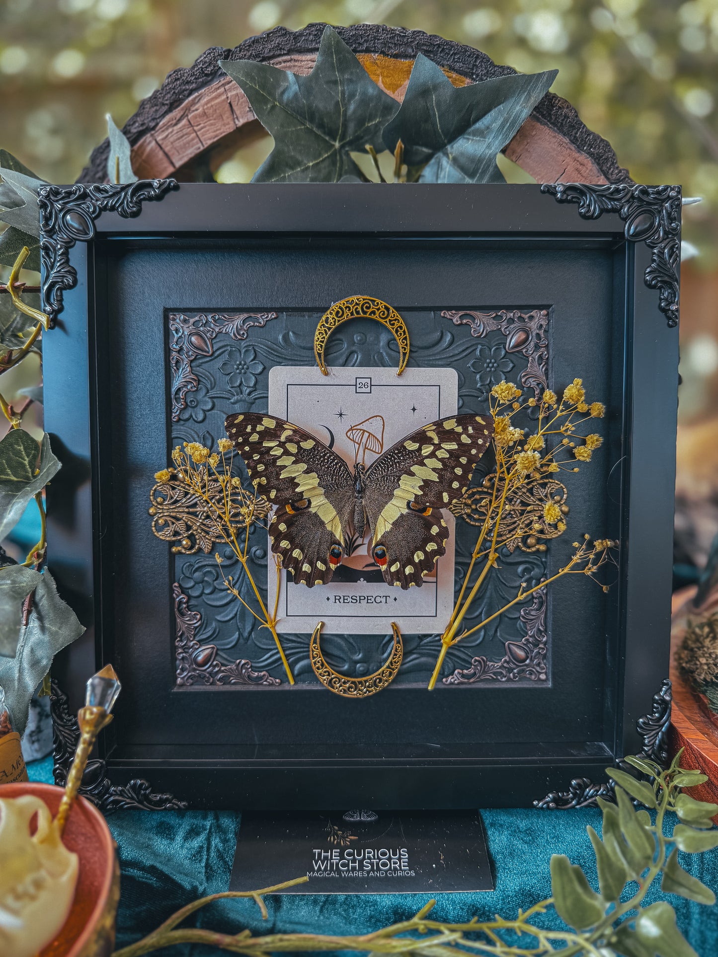 Papilio Demodocus - Respect - The Curious Witch Store