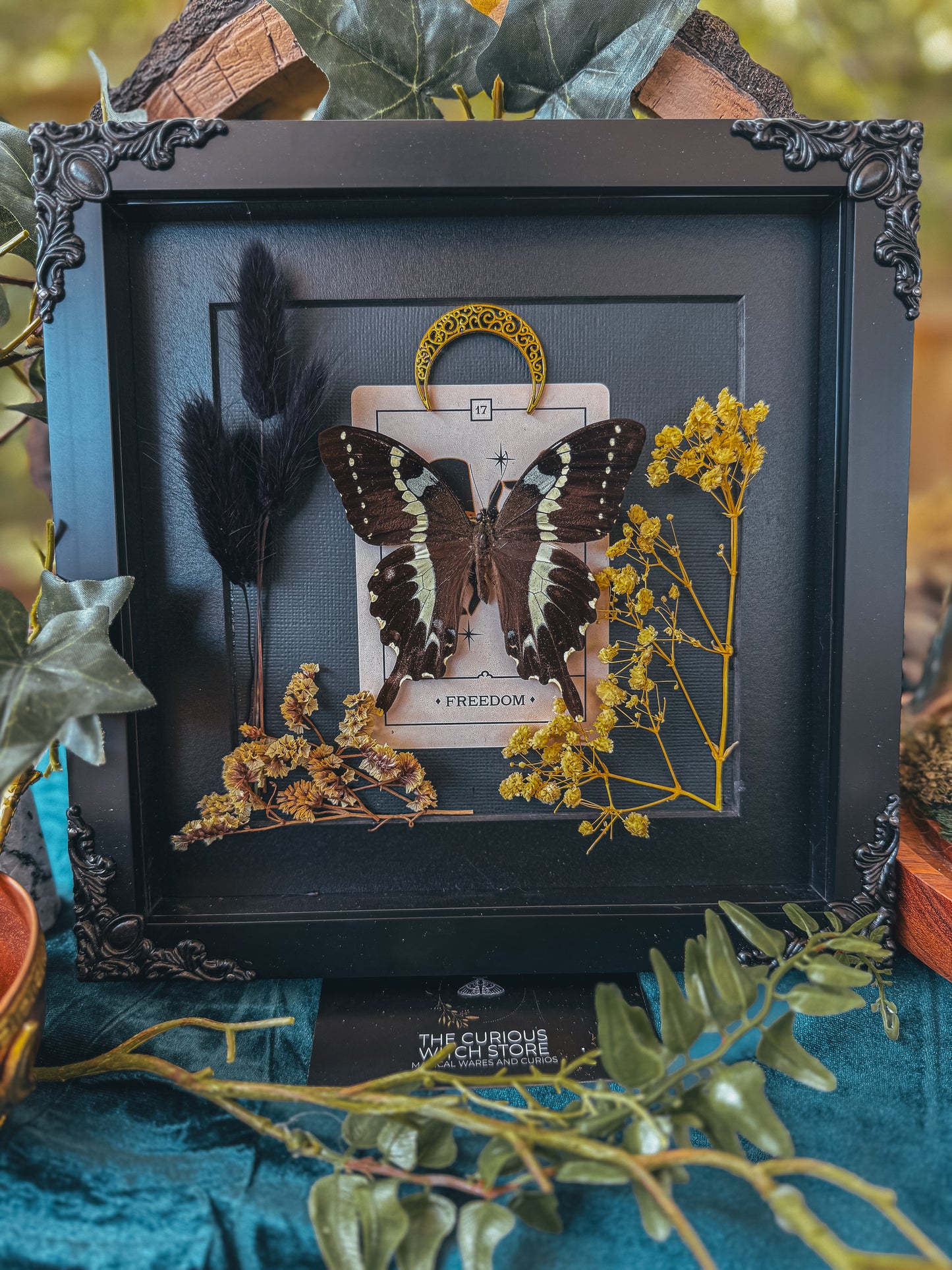 Papilio Delalandei - Freedom - The Curious Witch Store