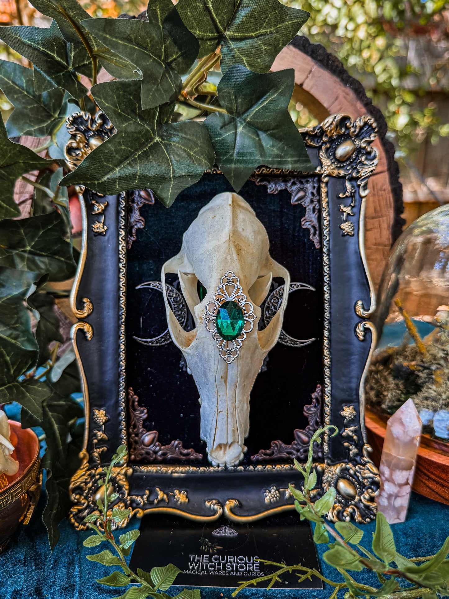 Mounted Fox Skull - Regal A - The Curious Witch Store