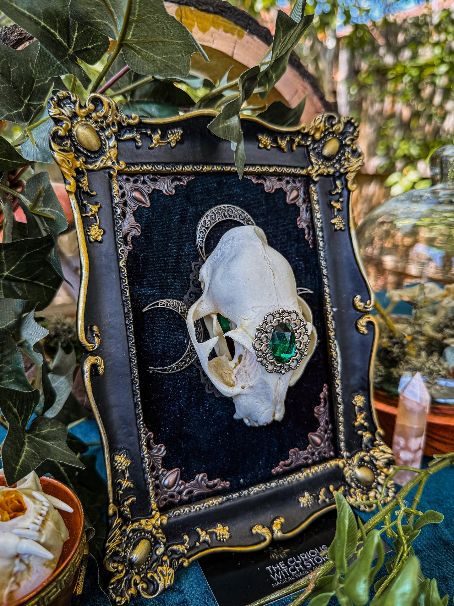 Mounted Cat Skull - Regal A - The Curious Witch Store