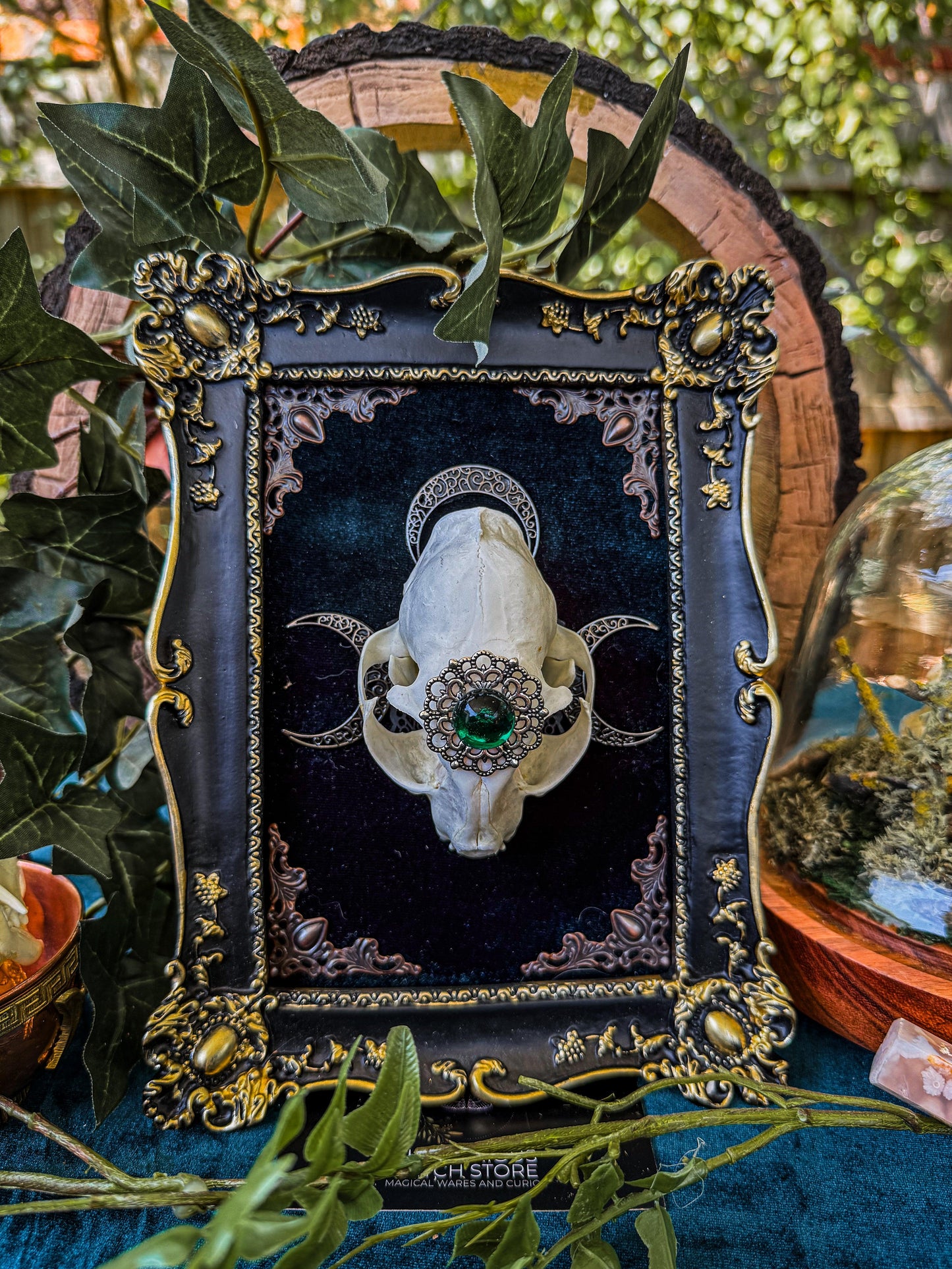 Mounted Cat Skull - Regal B - The Curious Witch Store