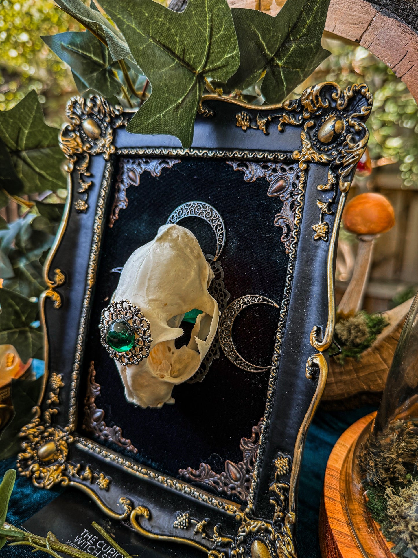 Mounted Cat Skull - Regal B - The Curious Witch Store