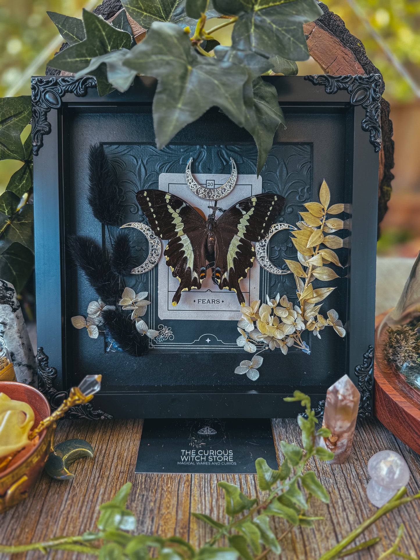 Papilio Delalandei - Fears - The Curious Witch Store