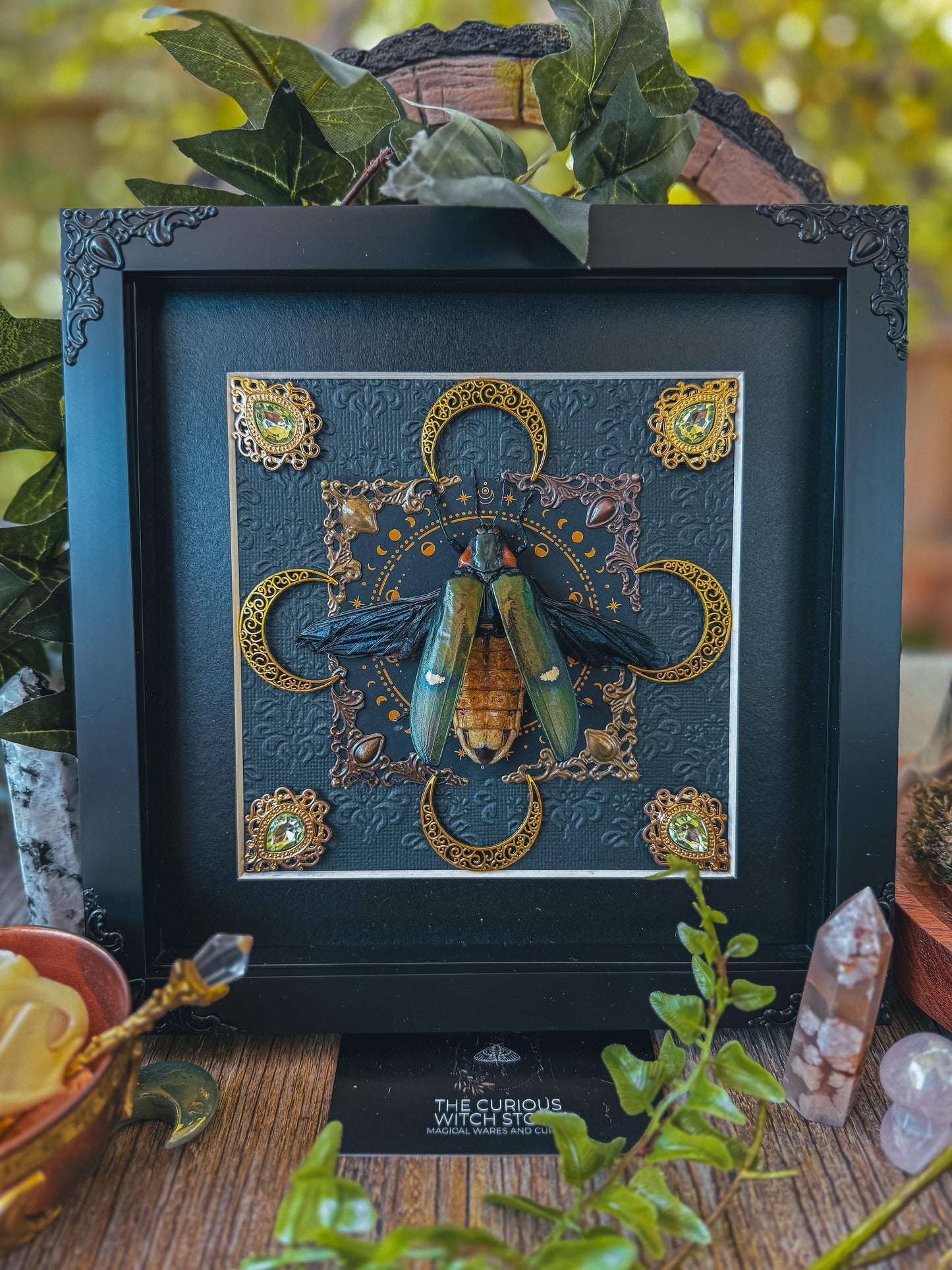 Jewel Beetle - Megaloxantha Bicolour - The Curious Witch Store