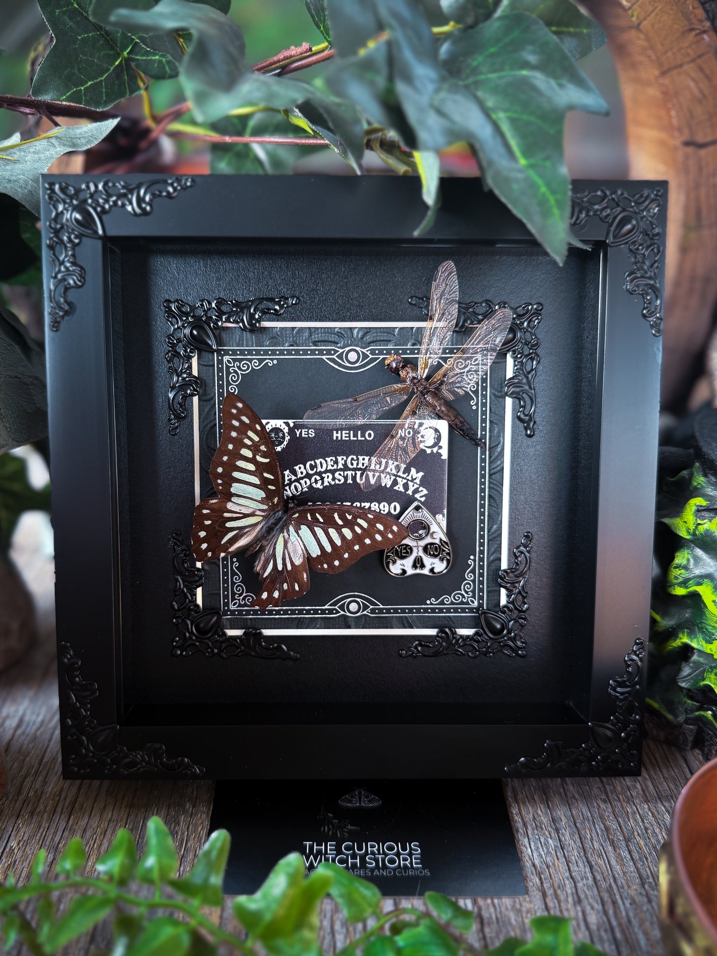 Veined Jay/Graphium Chironides x Libellula Dragonfly - Oujia