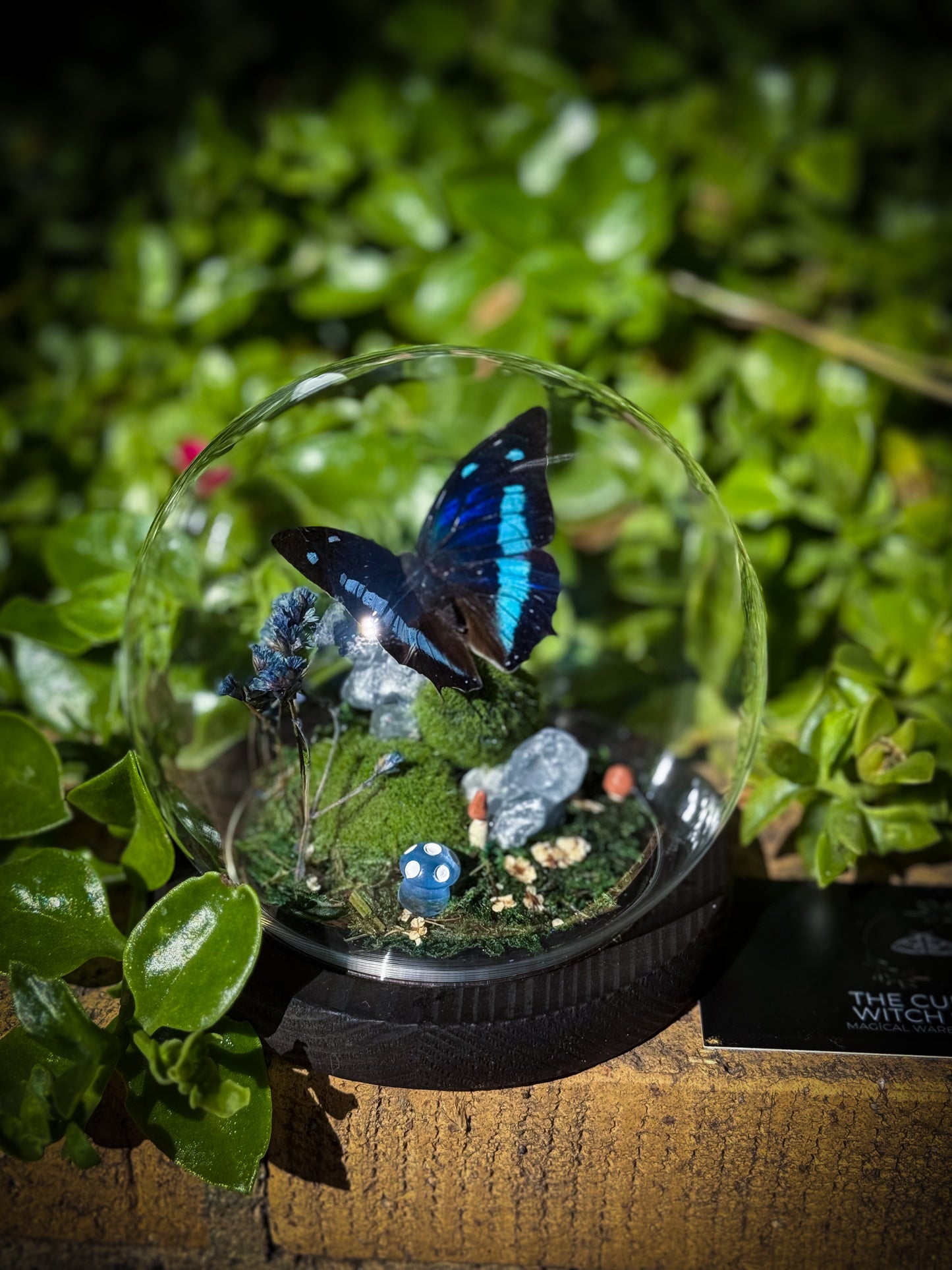 The Midnight Blue Butterfly/Polygrapha Cyanea - Dome